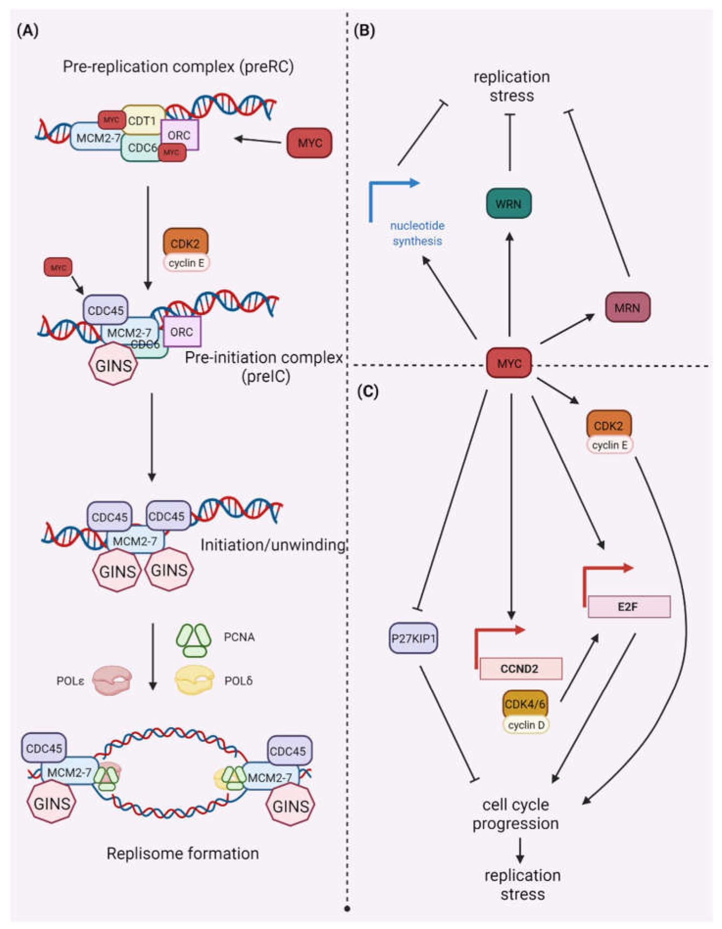 IJMS | Free Full-Text | Cyclin-Dependent Kinase Synthetic Lethality  Partners in DNA Damage Response