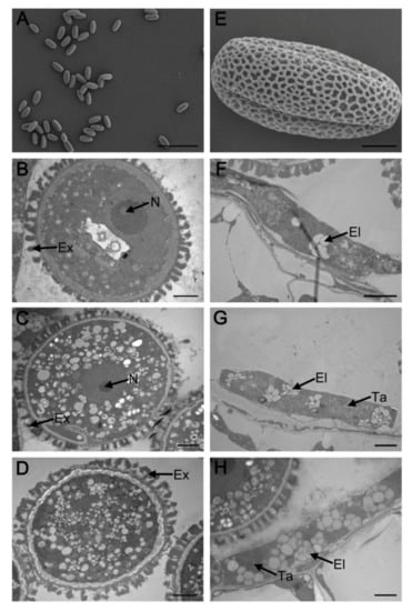 IJMS | Free Full-Text | MYB2 Is Important for Tapetal PCD and 