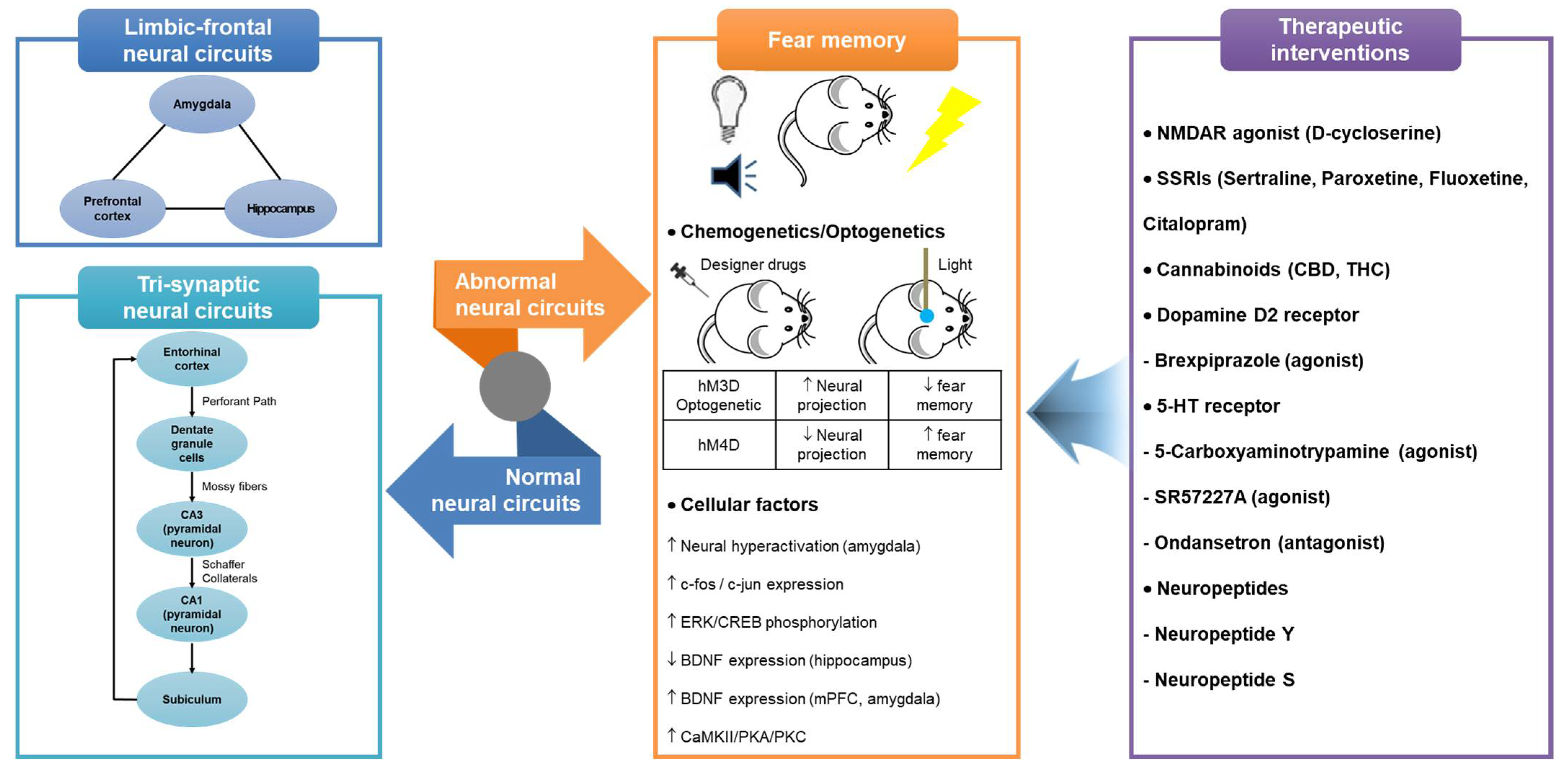 Dopamine and fear memory formation in the human amygdala