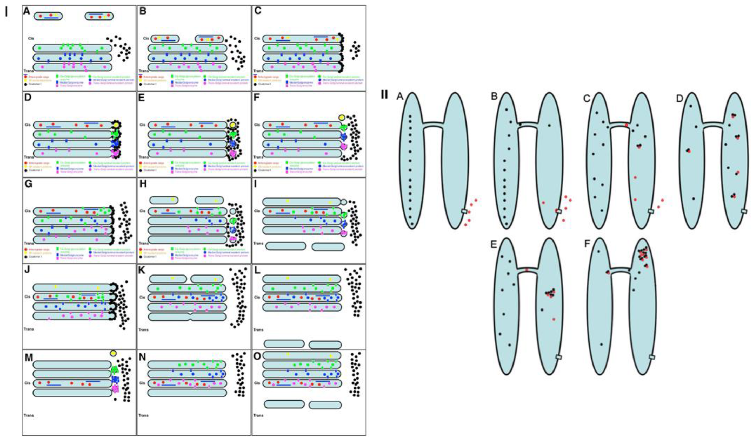 IJMS | Free Full-Text | Comparison of the Cisterna Maturation