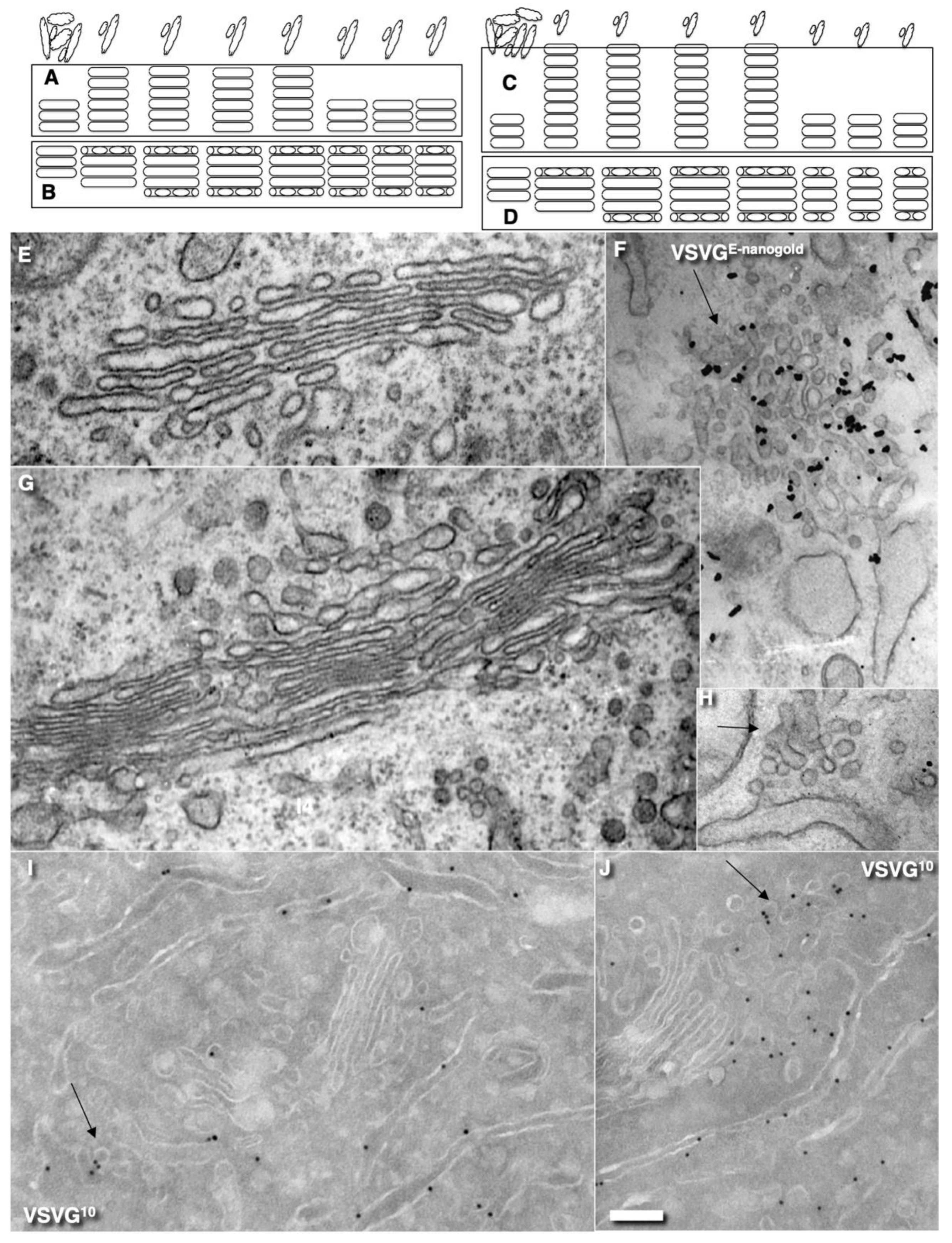 IJMS | Free Full-Text | Comparison of the Cisterna Maturation