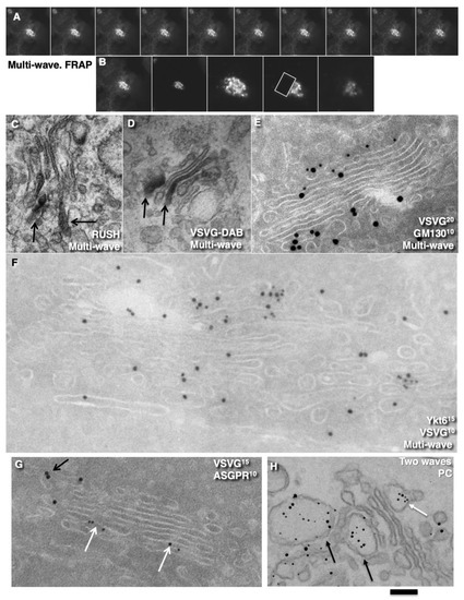 IJMS | Free Full-Text | Comparison of the Cisterna Maturation