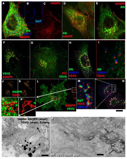 IJMS | Free Full-Text | Comparison of the Cisterna Maturation