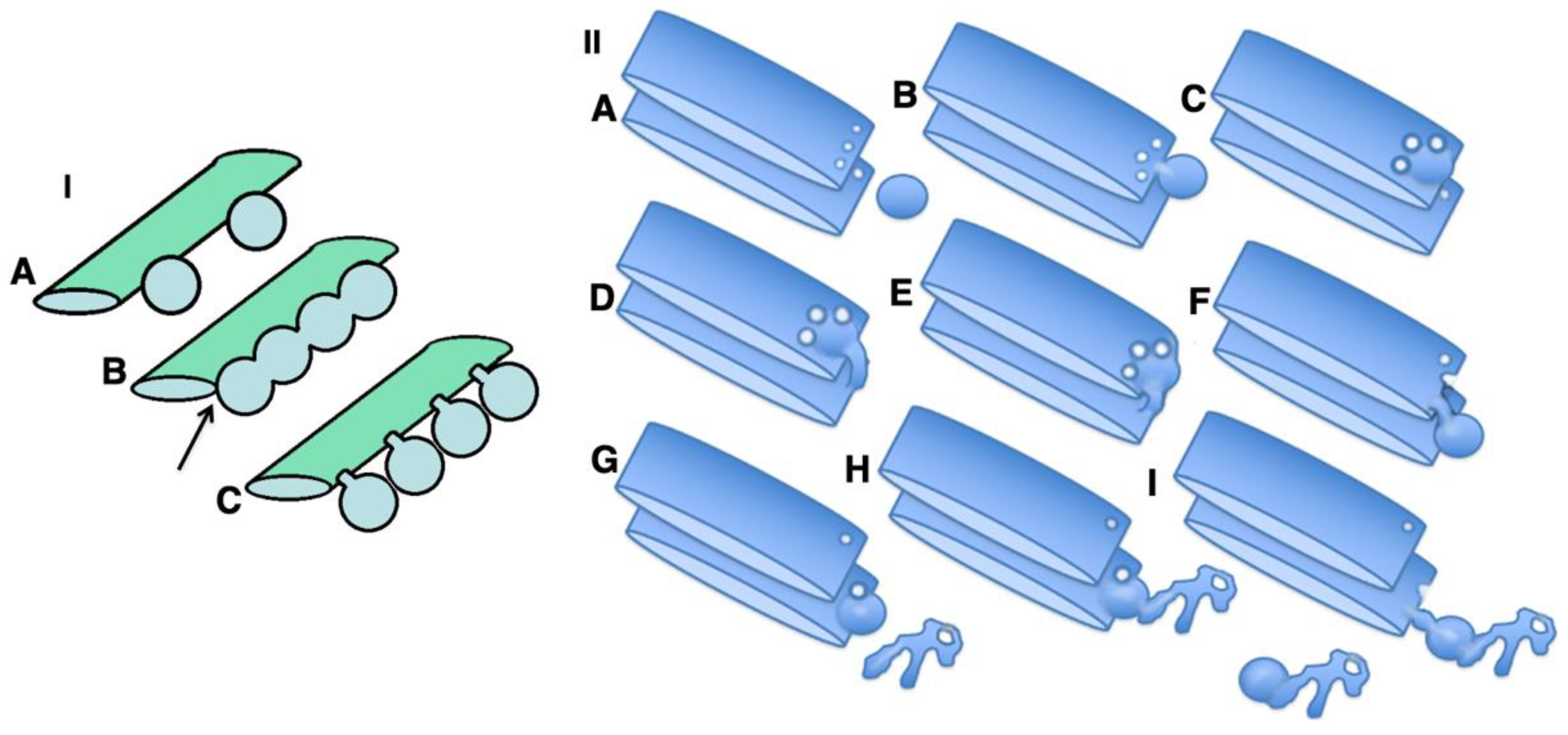 Ijms 23 03590 g015 Ijms 23 03590 g015