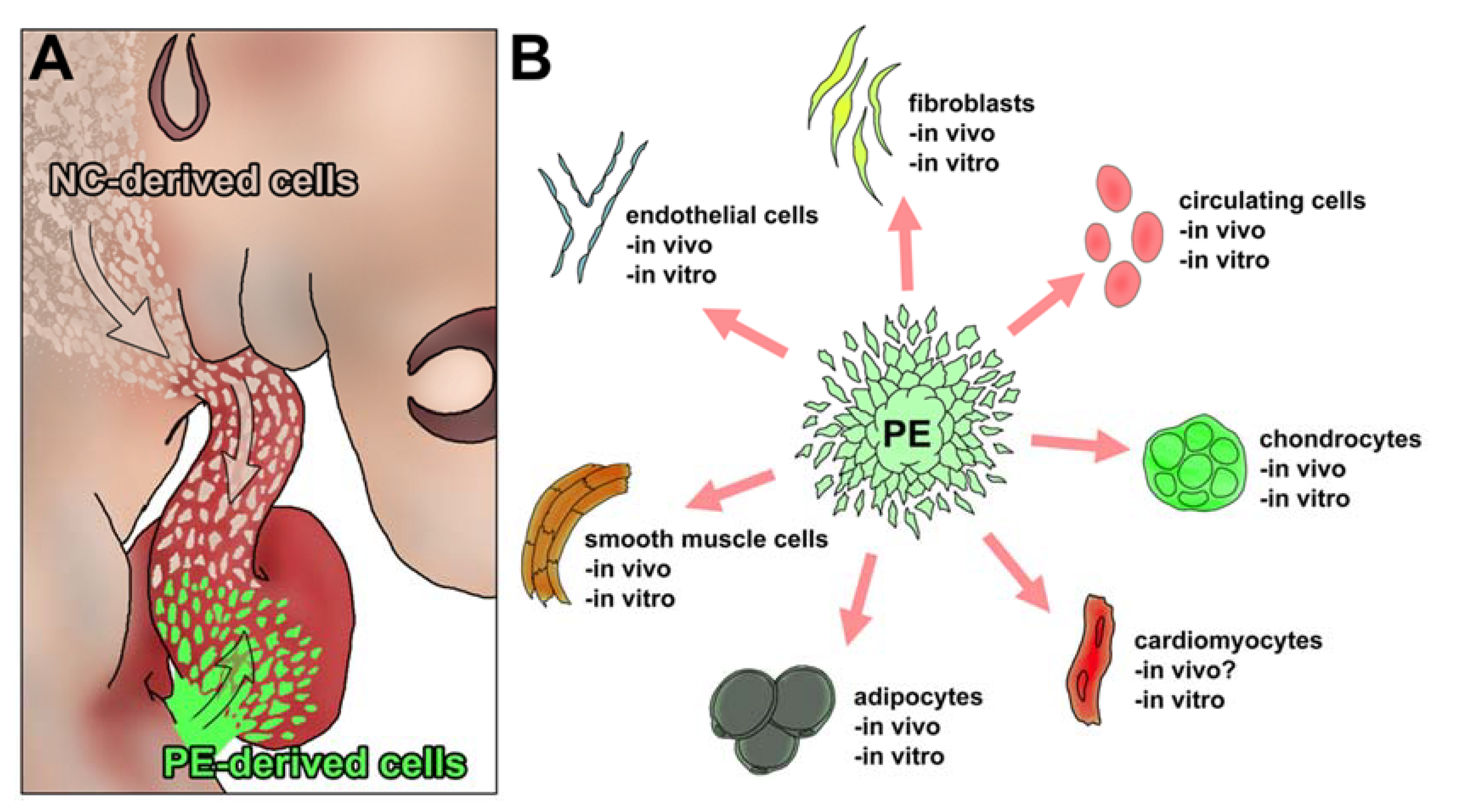 Ijms 23 03614 g003 Ijms 23 03614 g003