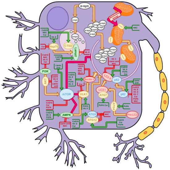 IJMS Free Full Text Nutraceuticals as Modulators of Autophagy