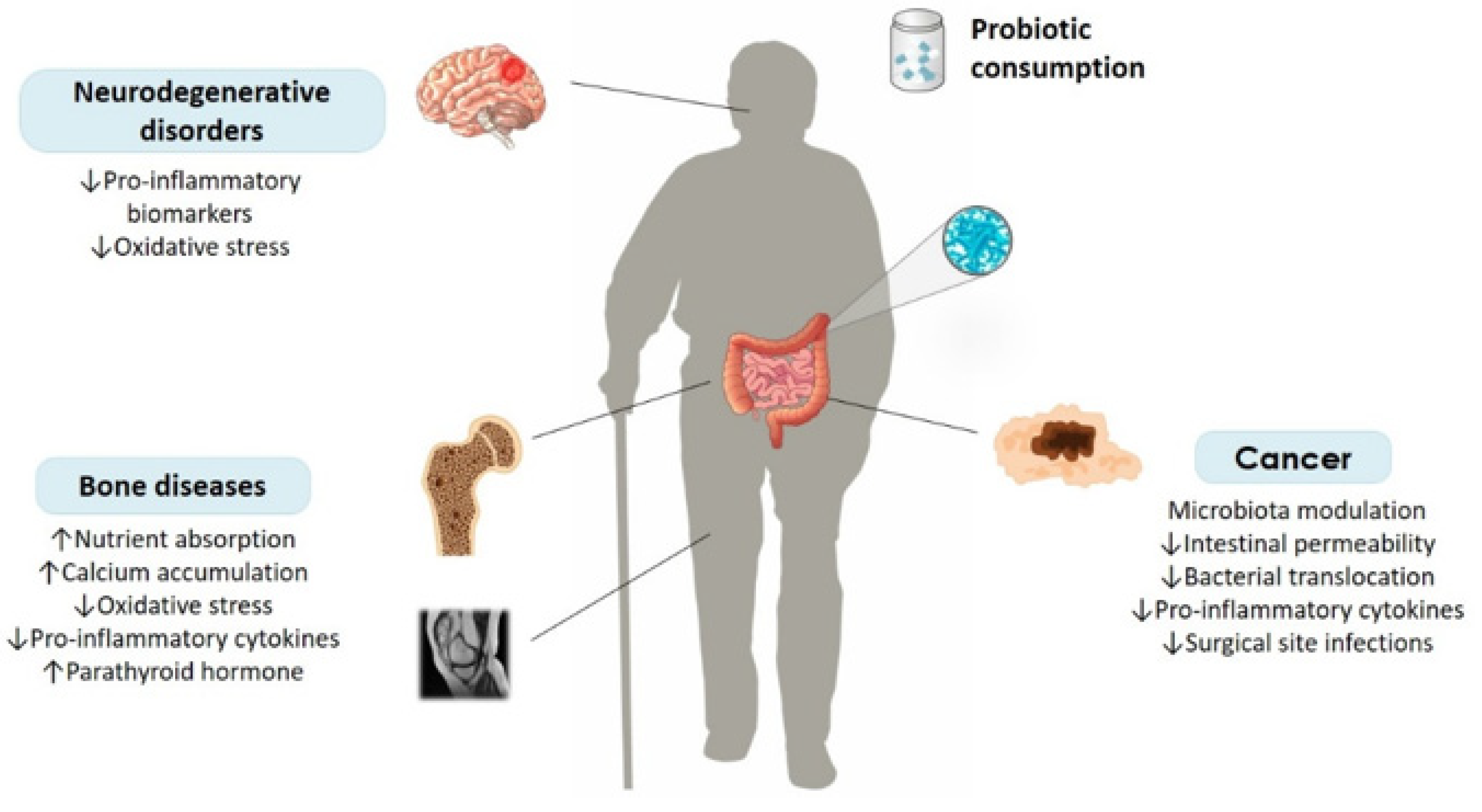 Ijms Free Full Text Evaluating The Role Of Probiotics In The