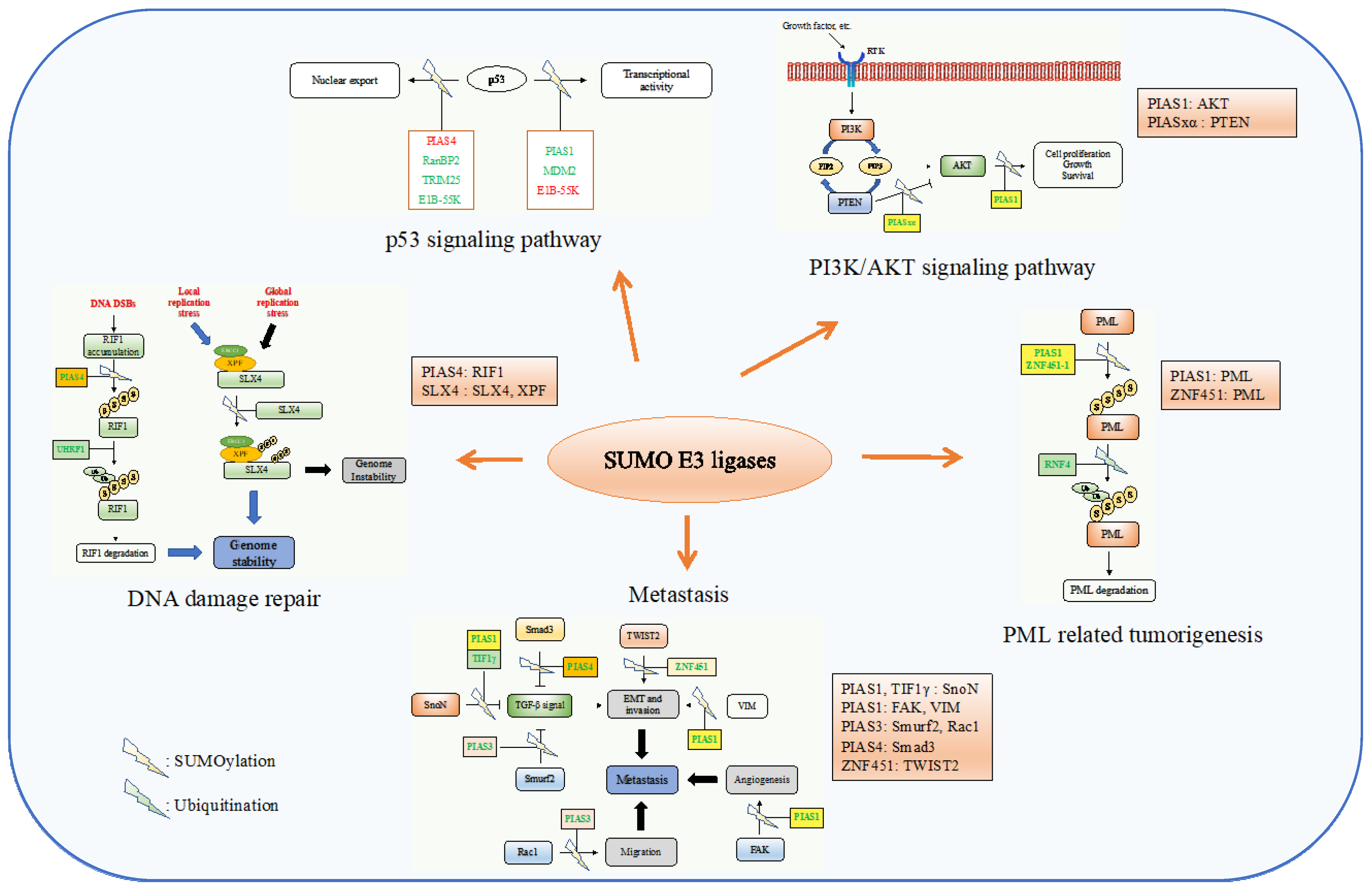 IJMS | Free Full-Text | The Role of SUMO E3 Ligases in Signaling 