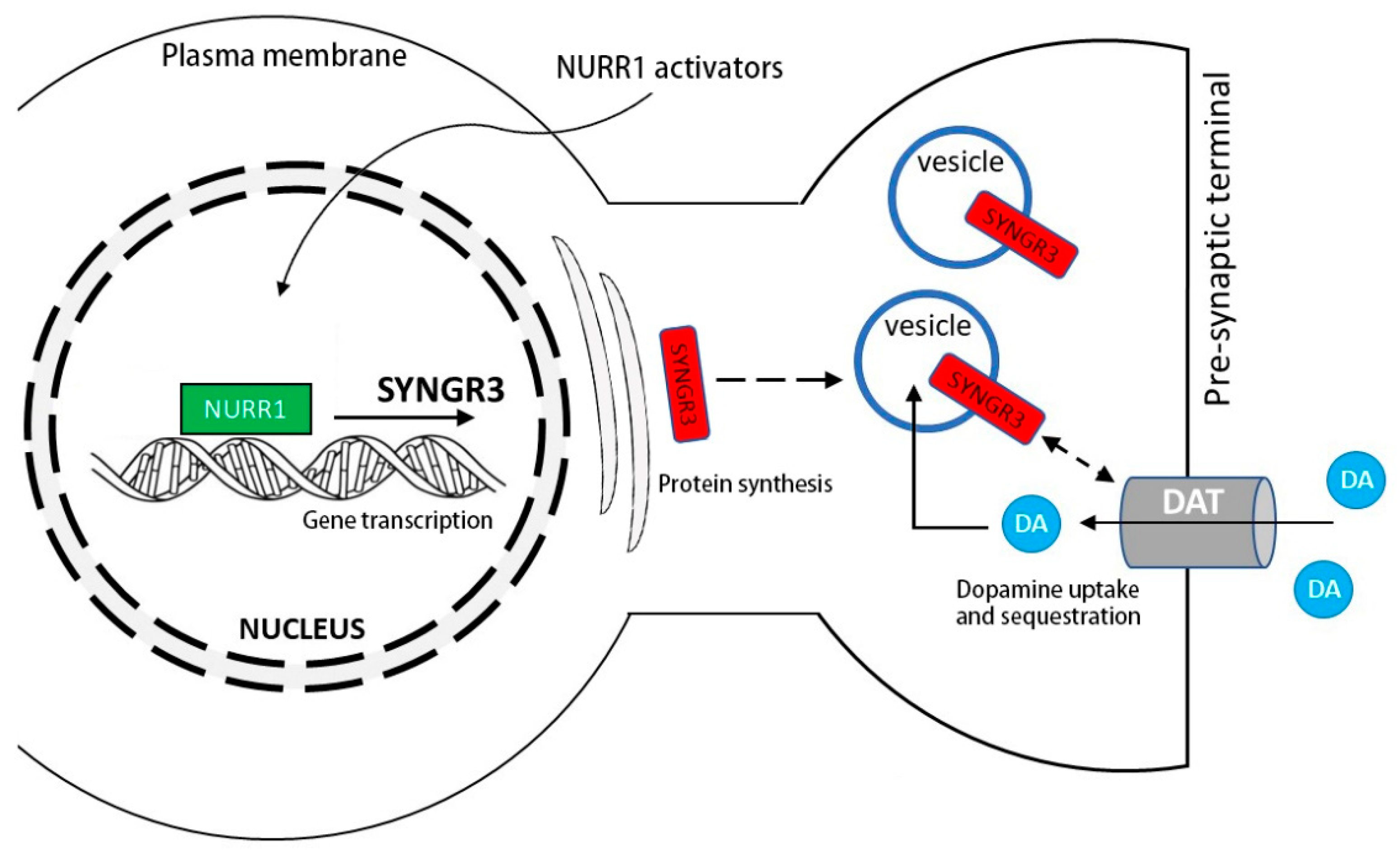 Ijms 23 03646 g008 Ijms 23 03646 g008