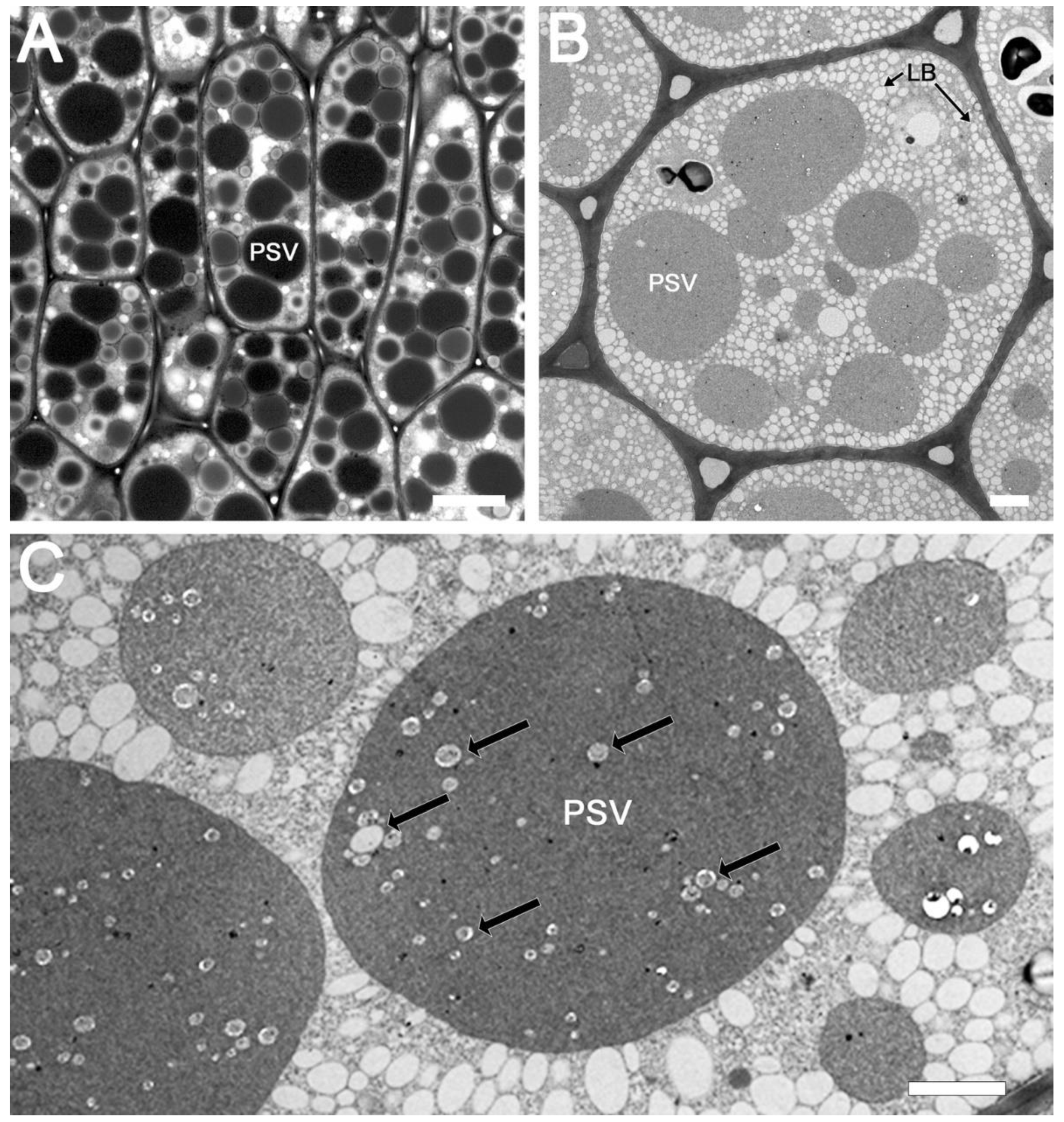 Electron Microscopy Sciences Deionized Water 1 Gal 1 GL, Quantity