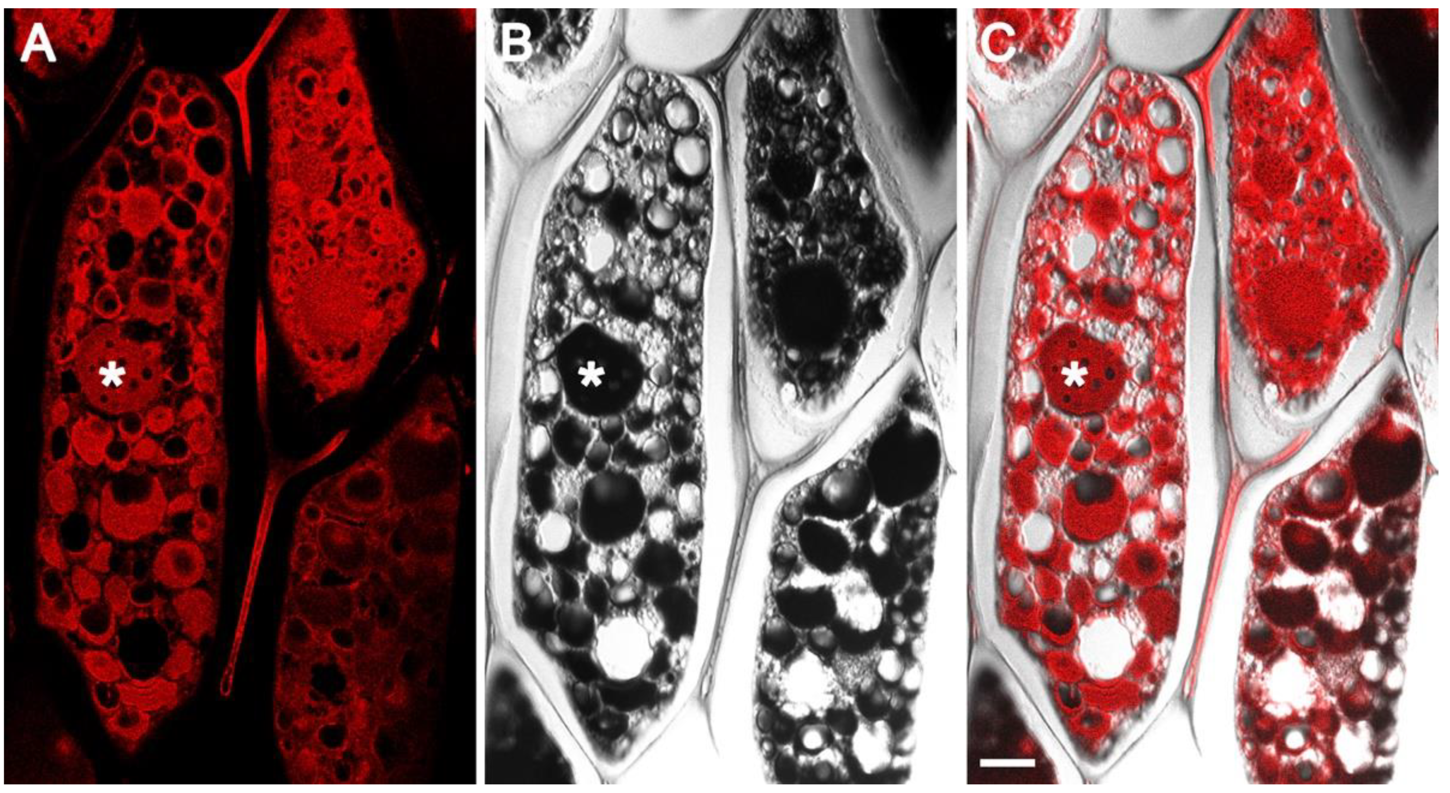 Ijms 23 03664 g002 Ijms 23 03664 g002