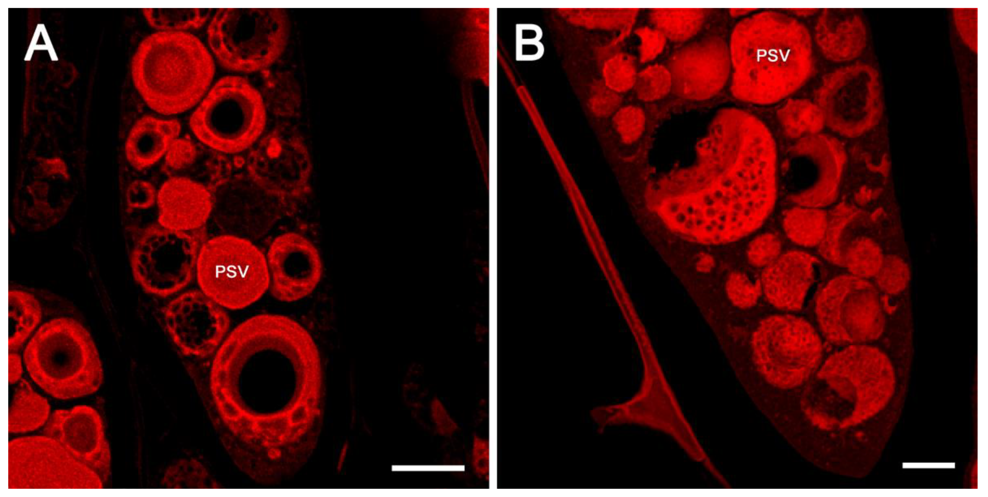 Ijms 23 03664 g003 Ijms 23 03664 g003