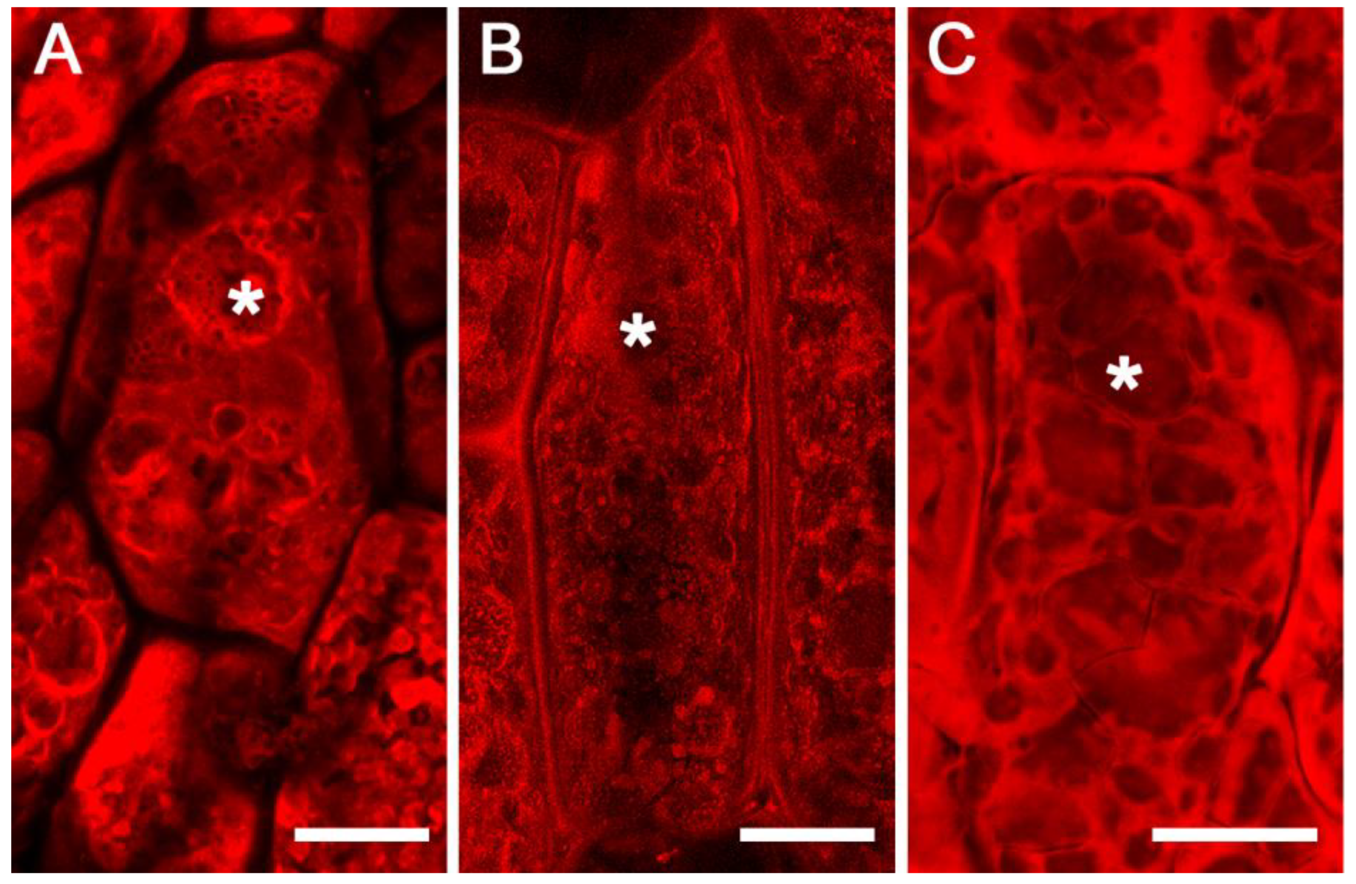 Ijms 23 03664 g005 Ijms 23 03664 g005