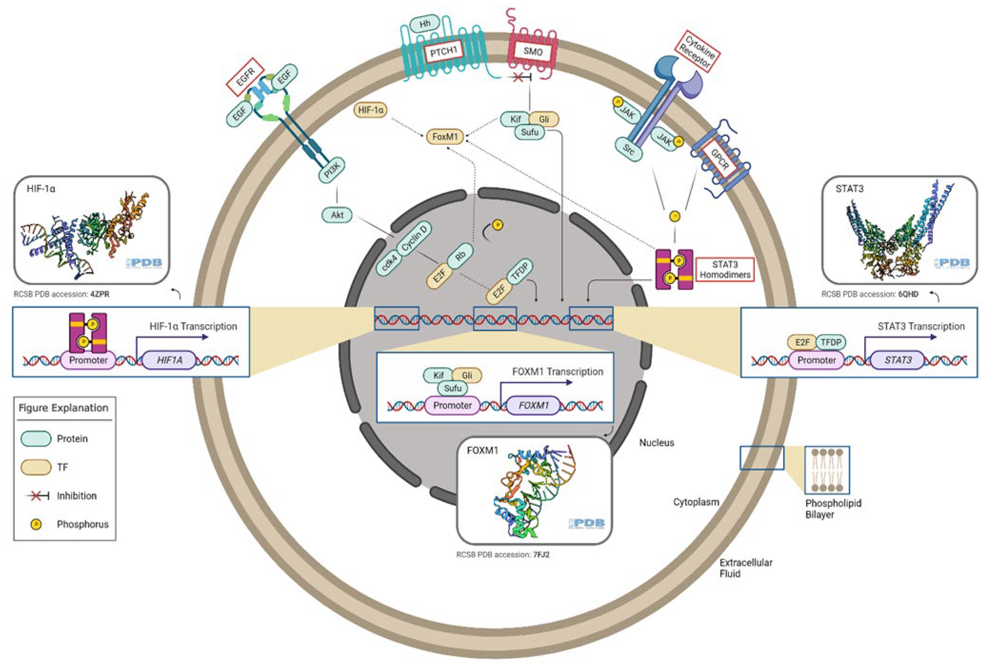 IJMS | Free Full-Text | Transcription Factors with Targeting Potential in  Gliomas