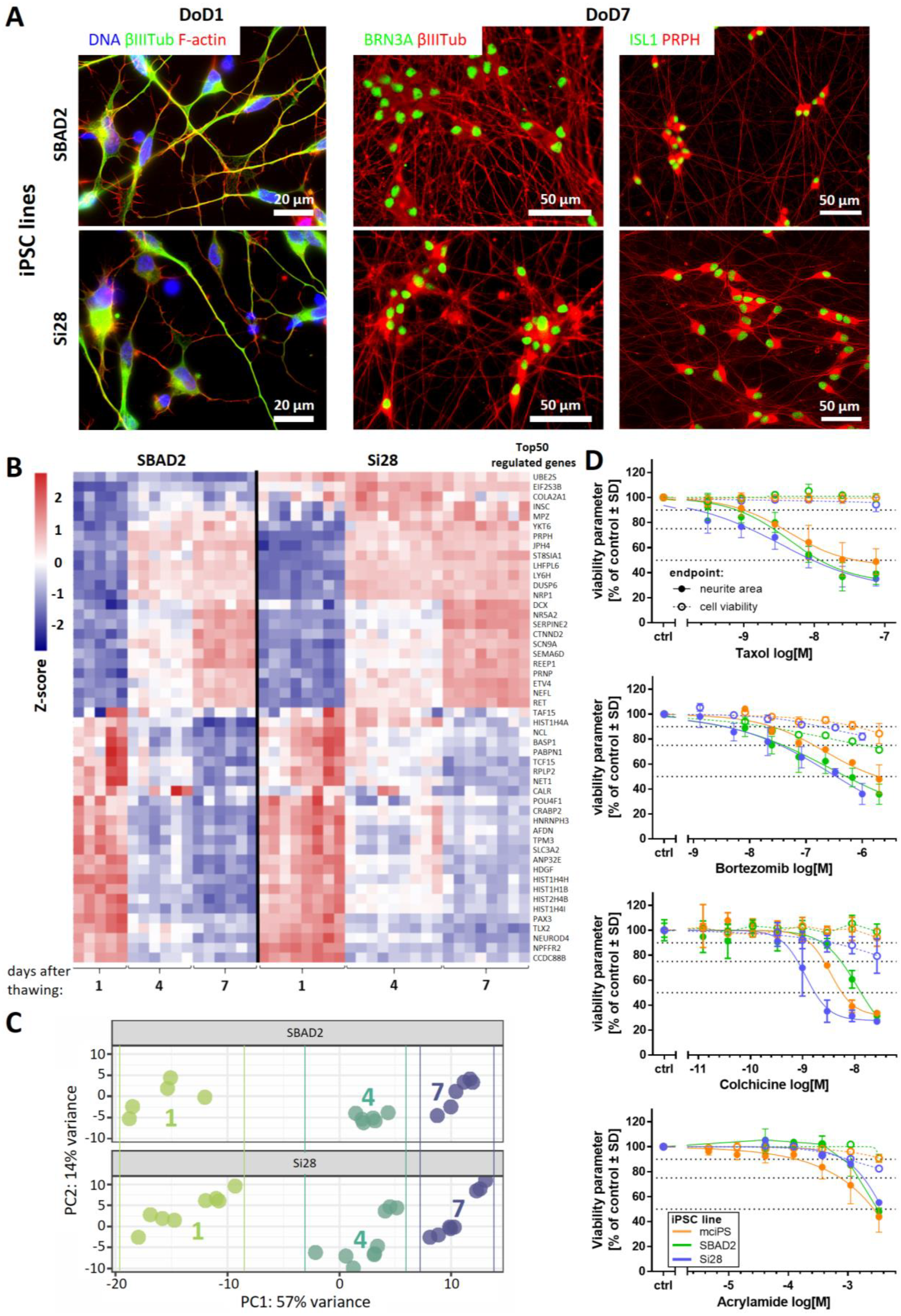 IJMS | Free Full-Text | Specific Attenuation of Purinergic Signaling during  Bortezomib-Induced Peripheral Neuropathy In Vitro