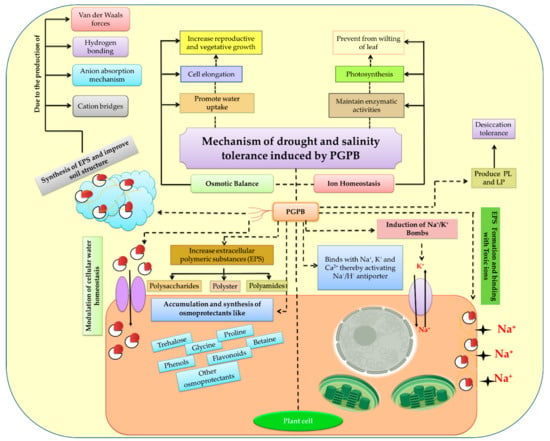 IJMS | Free Full-Text | Mechanistic Insights Of Plant Growth Promoting ...