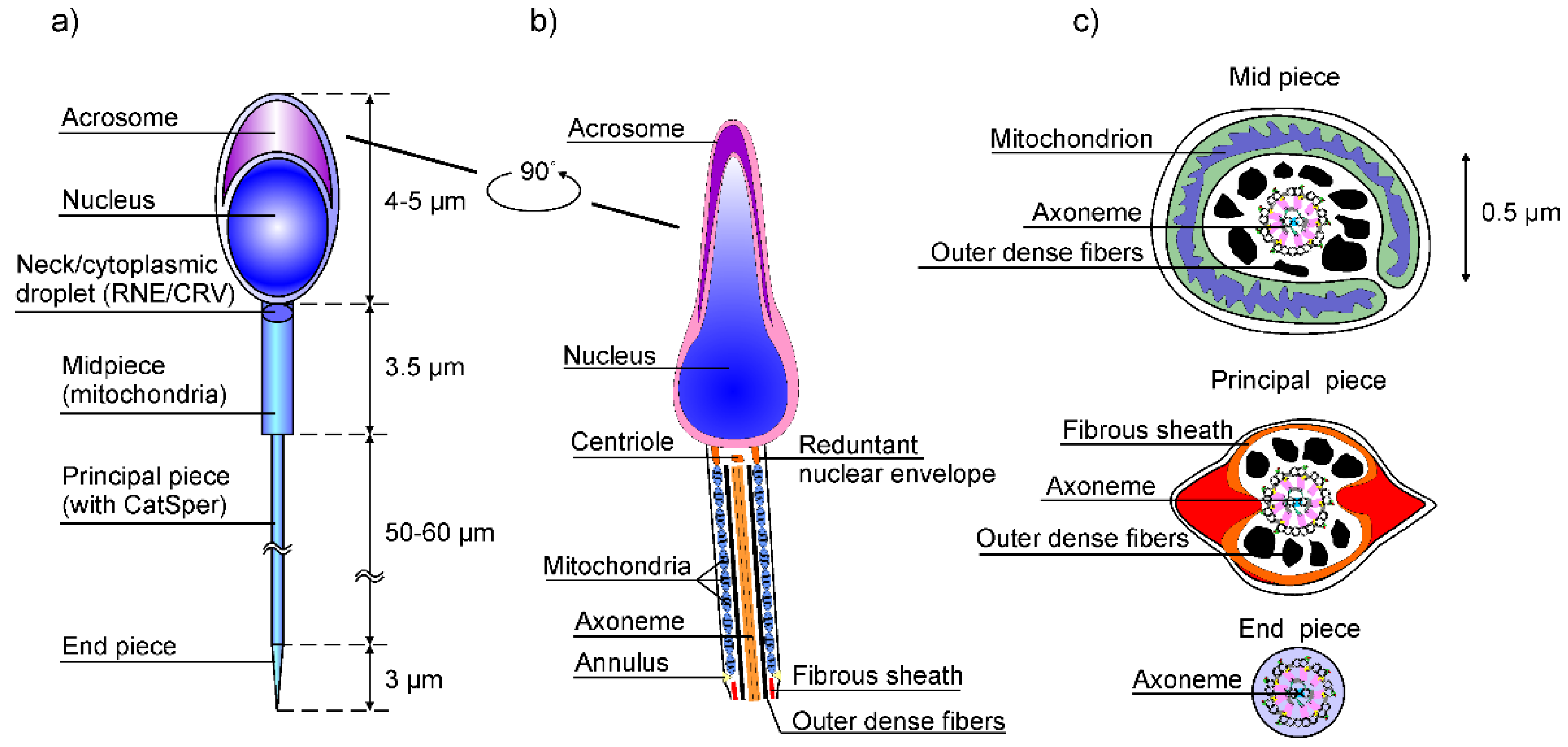 Ijms 23 03760 g003 Ijms 23 03760 g003