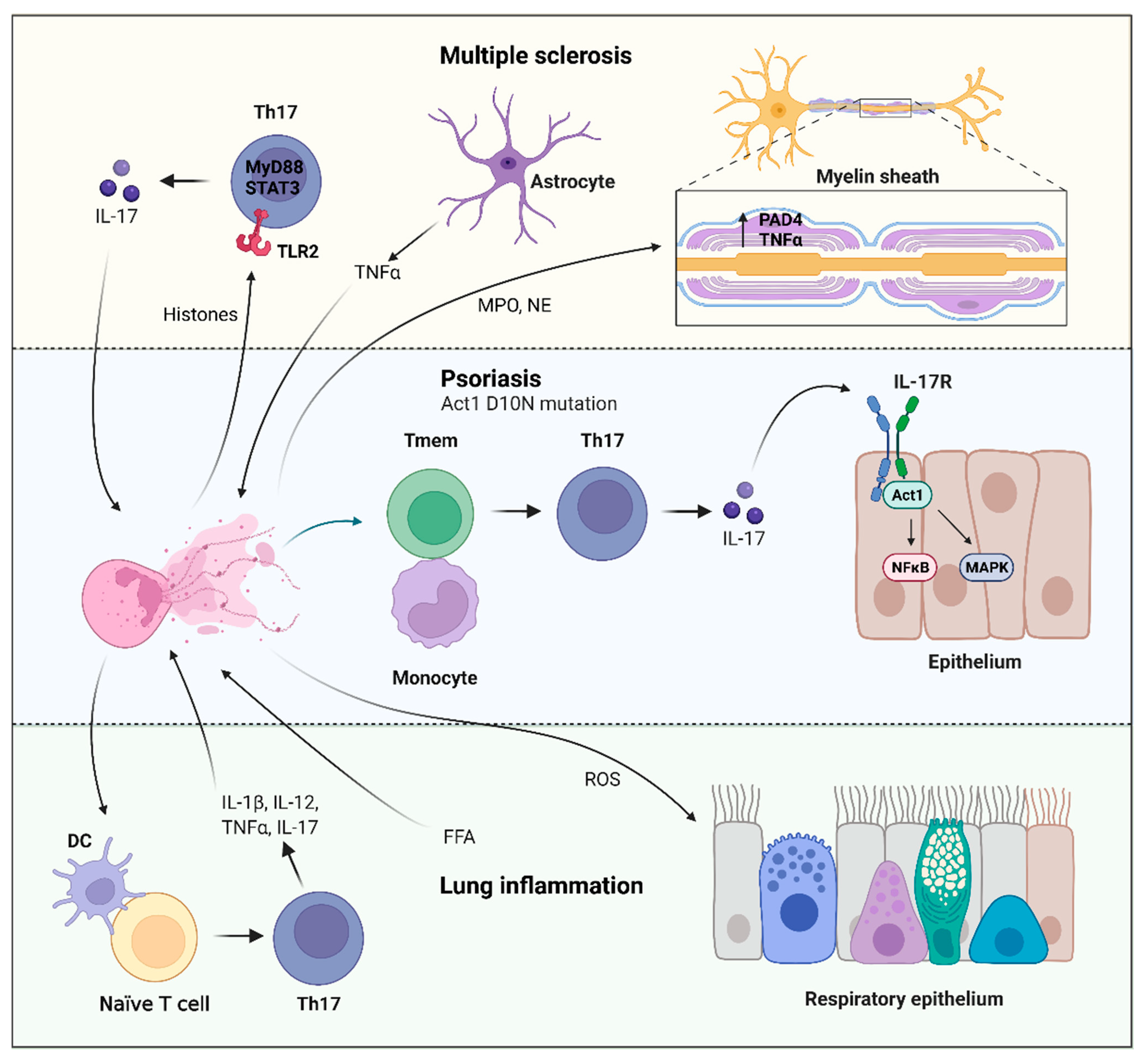IJMS | Free Full-Text | The Expanding Role of Extracellular Traps 