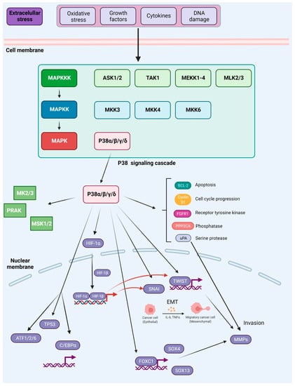 Ijms Free Full Text Metastasis And Mapk Pathways