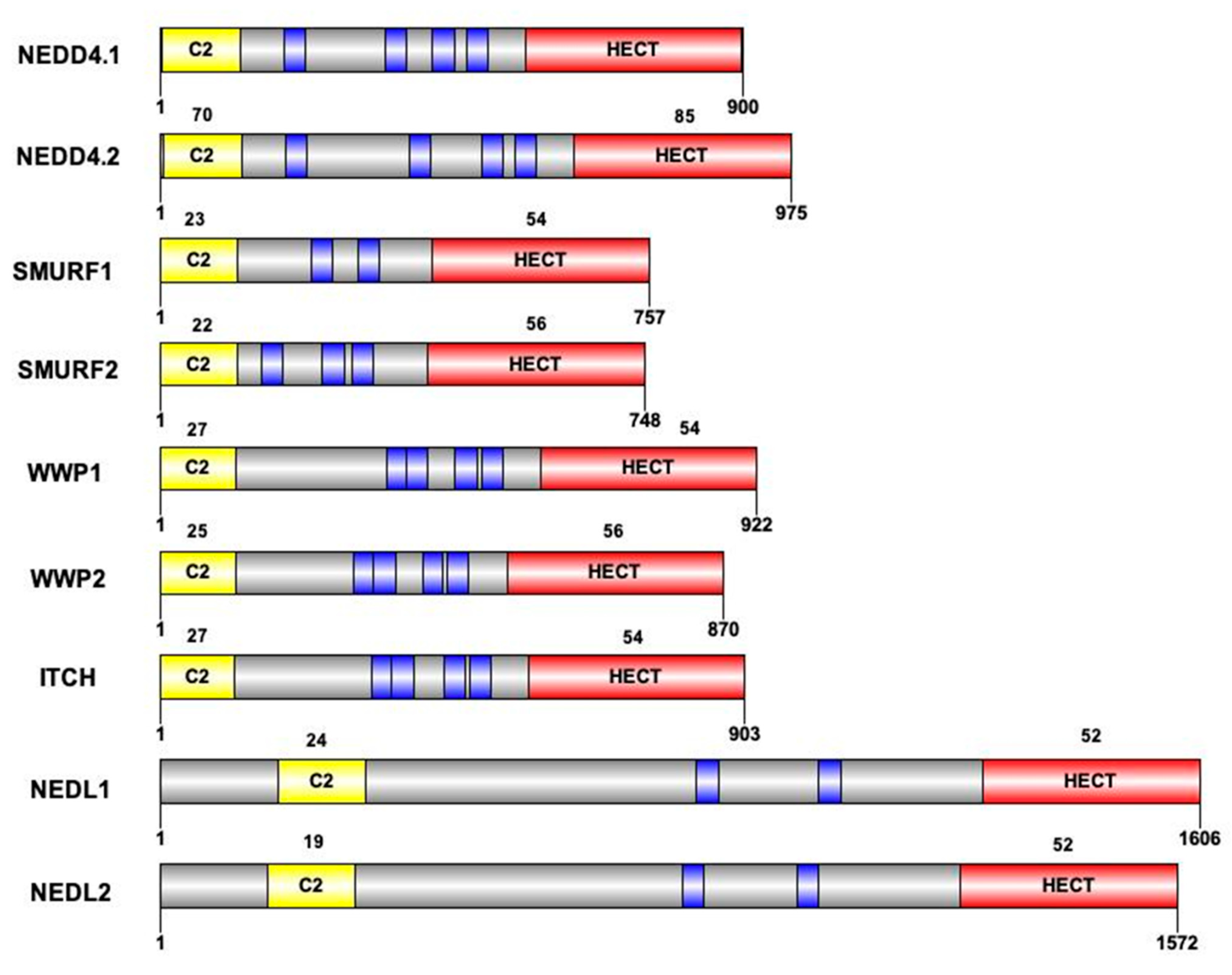 Ijms 23 03882 g002 Ijms 23 03882 g002