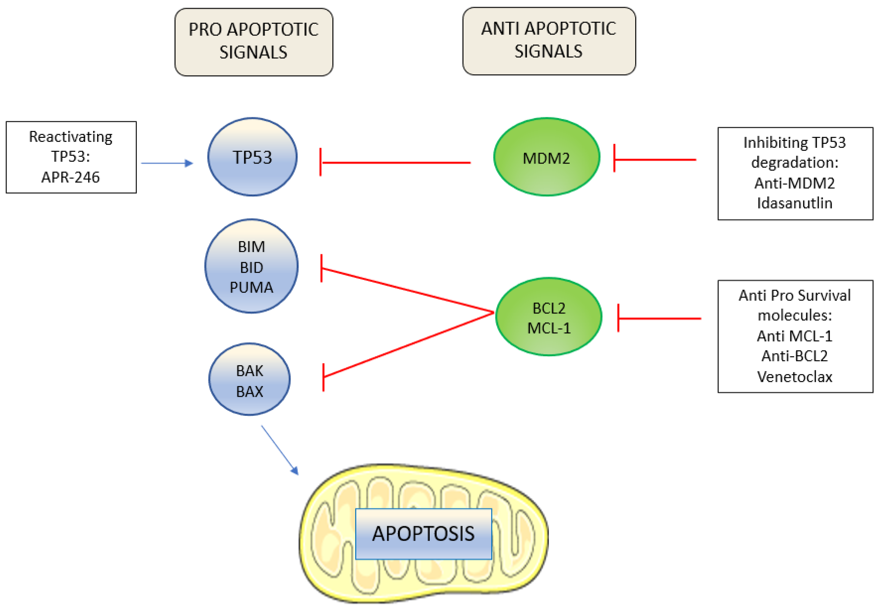 IJMS | Free Full-Text | New Perspectives in Treating Acute Myeloid  Leukemia: Driving towards a Patient-Tailored Strategy
