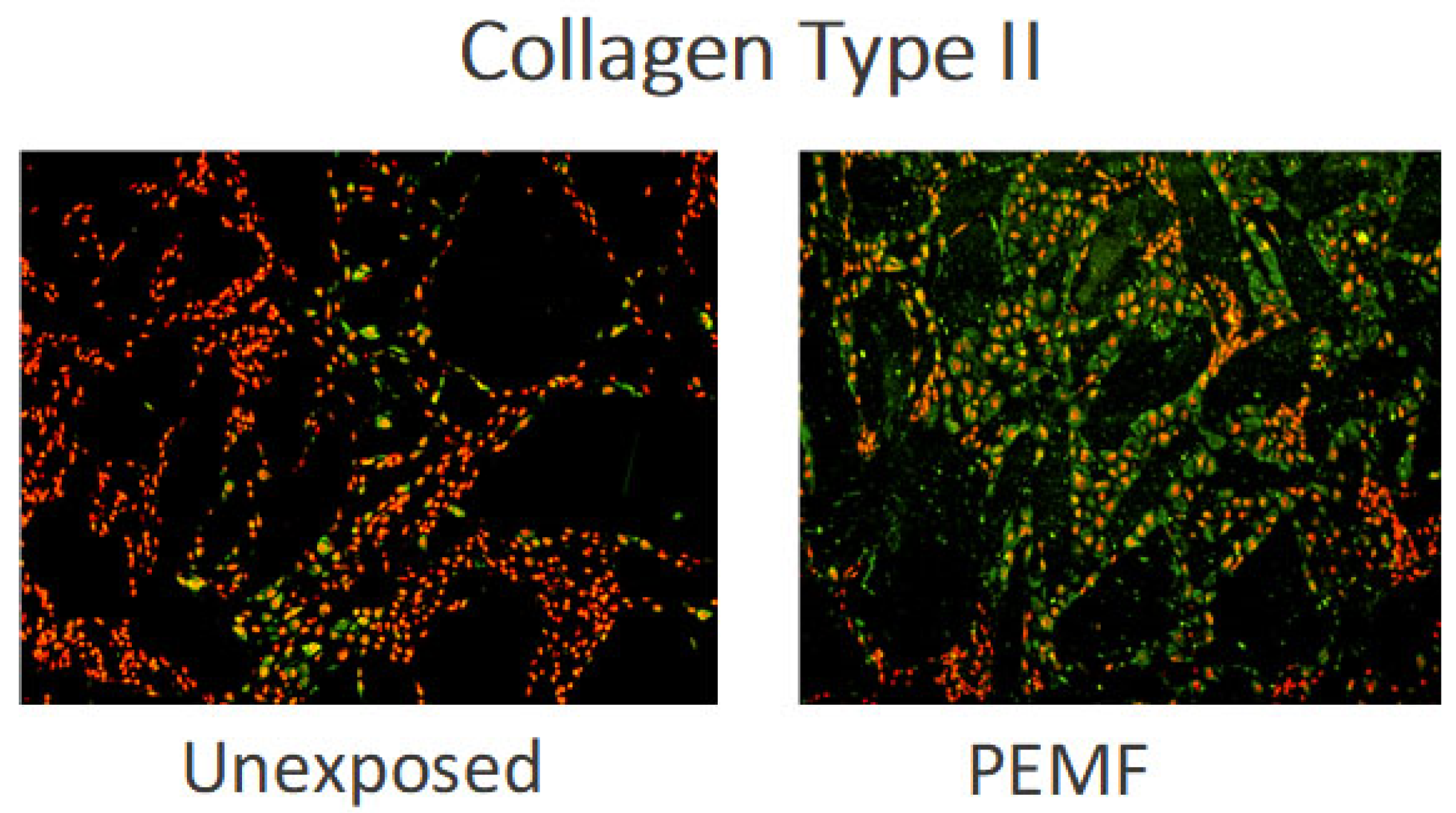 Ijms 23 03919 g006 Ijms 23 03919 g006