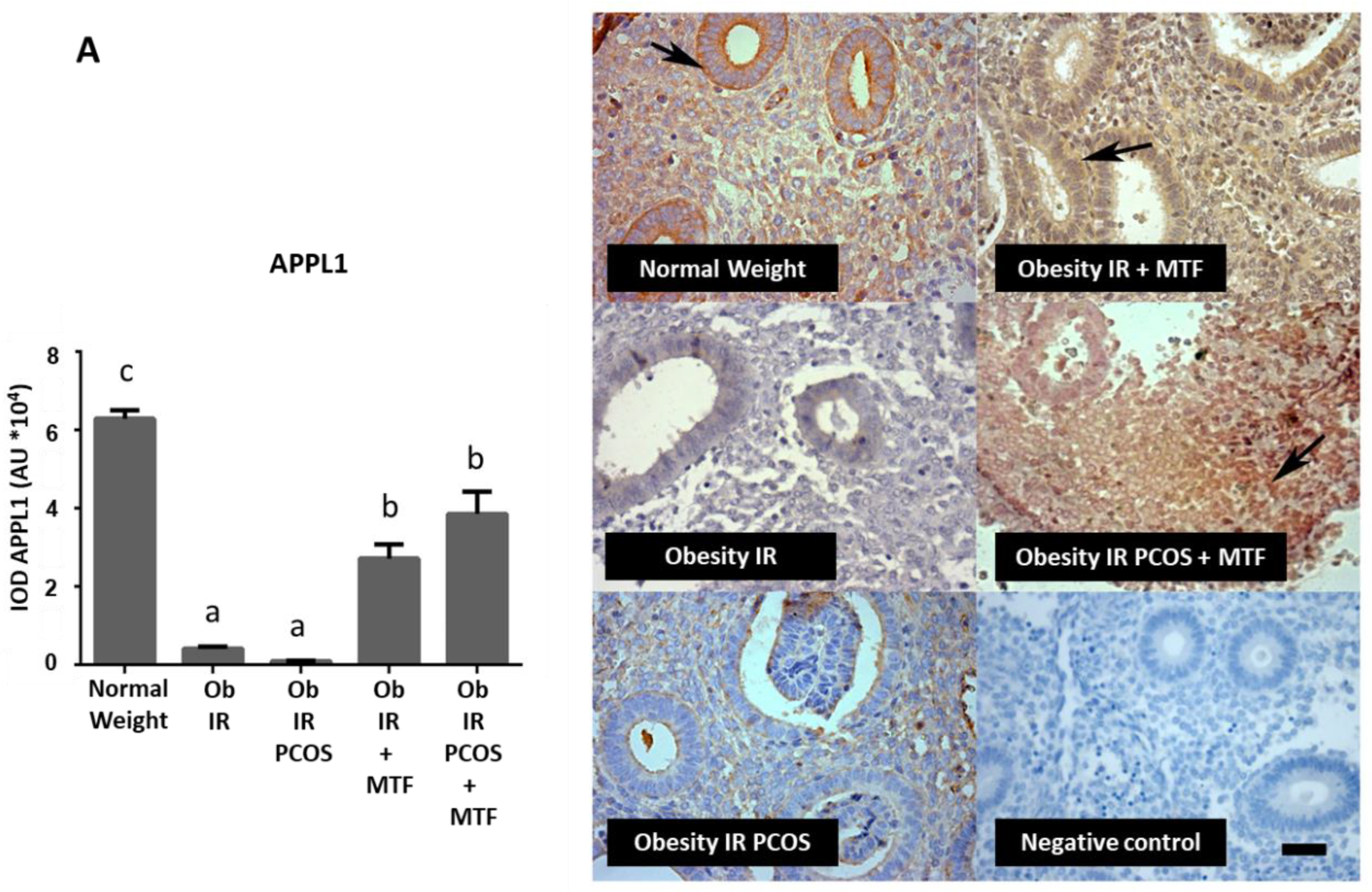 Ijms 23 03922 g002a Ijms 23 03922 g002a