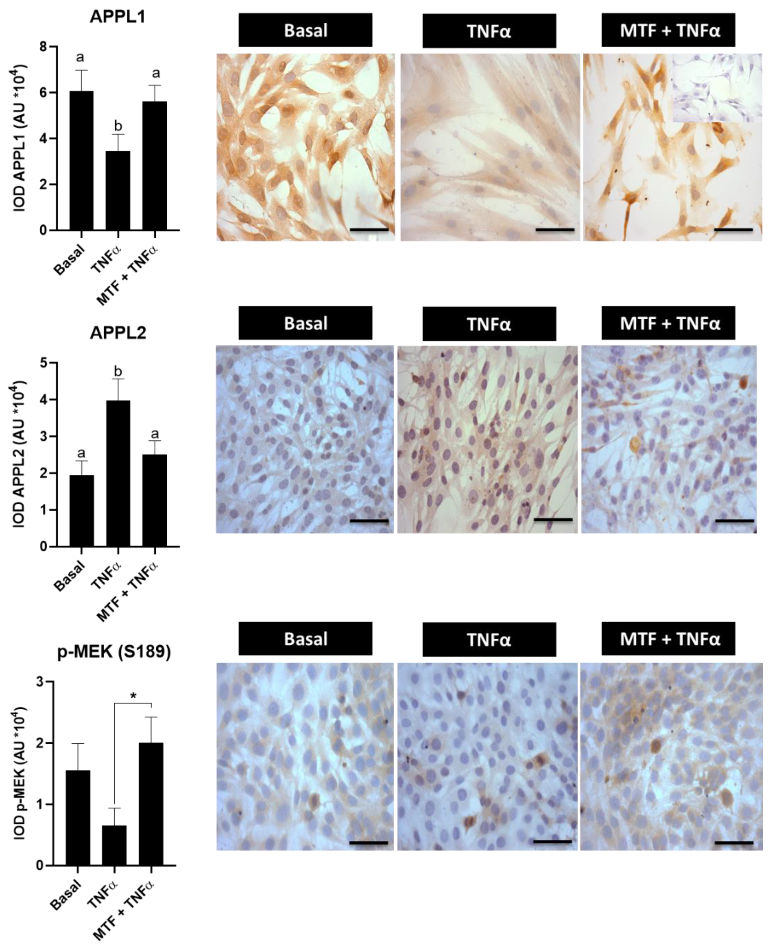 Ijms 23 03922 g005 Ijms 23 03922 g005