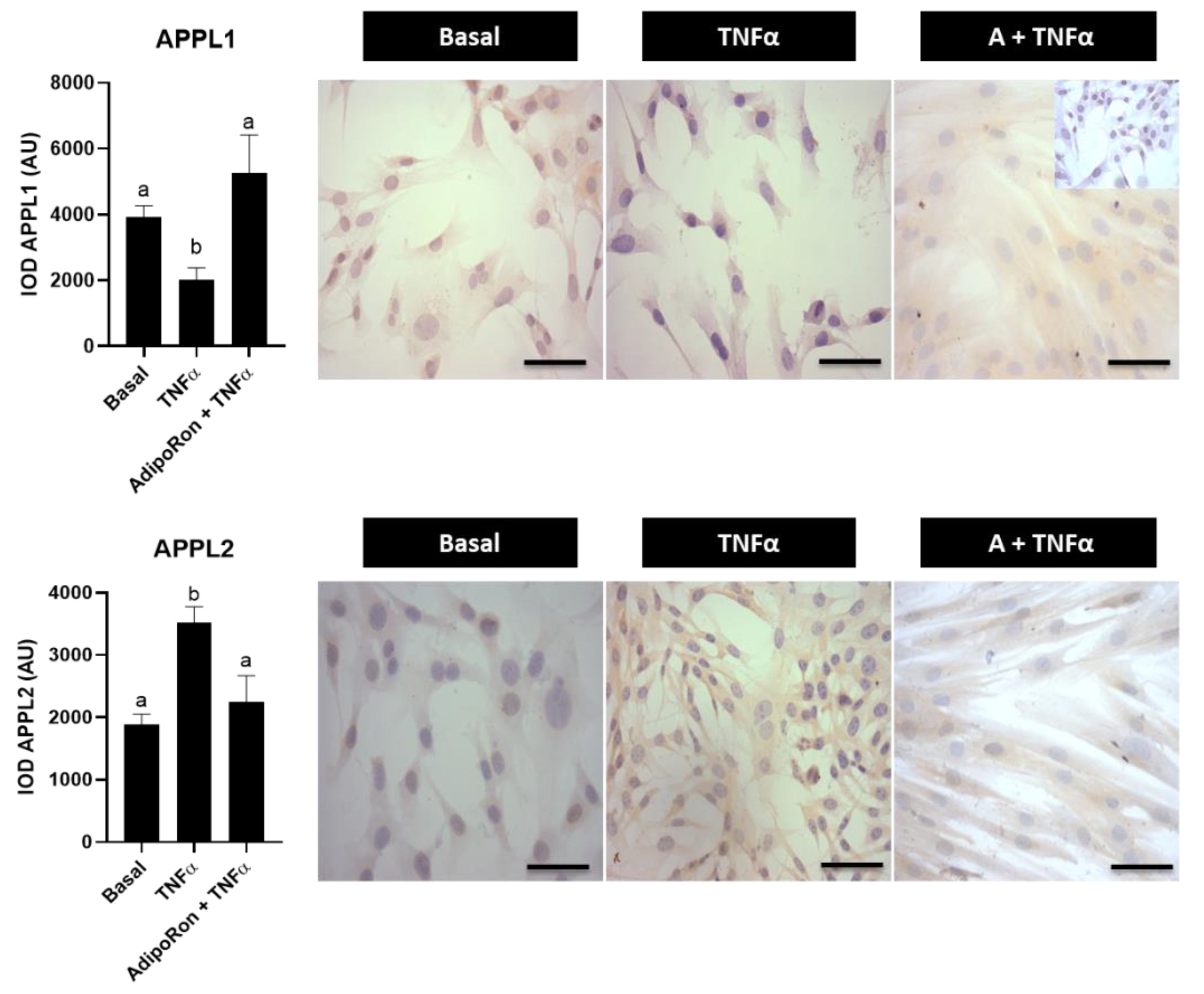 Ijms 23 03922 g006 Ijms 23 03922 g006