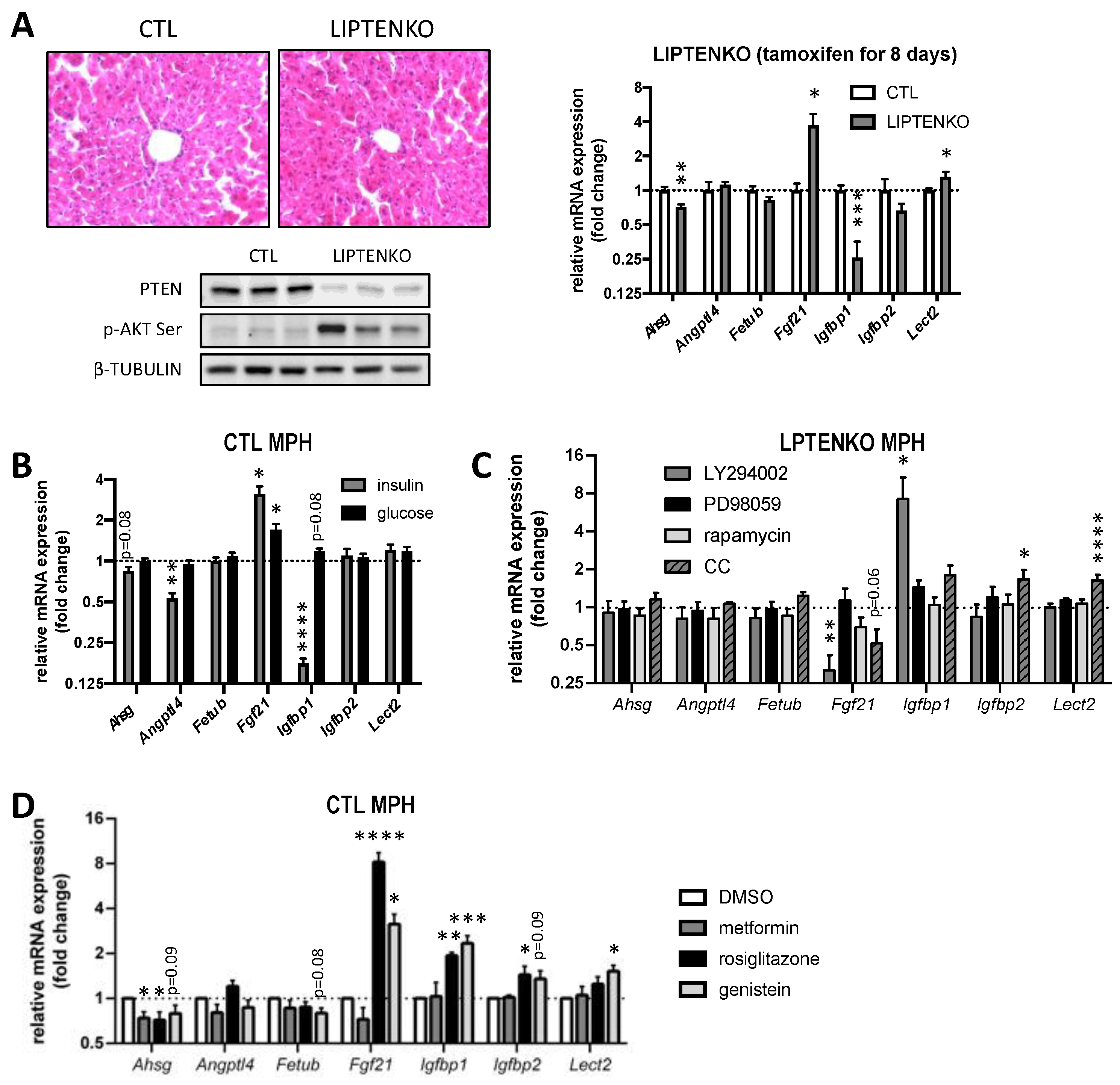 IJMS | Free Full-Text | Hepatic PTEN Signaling Regulates Systemic 
