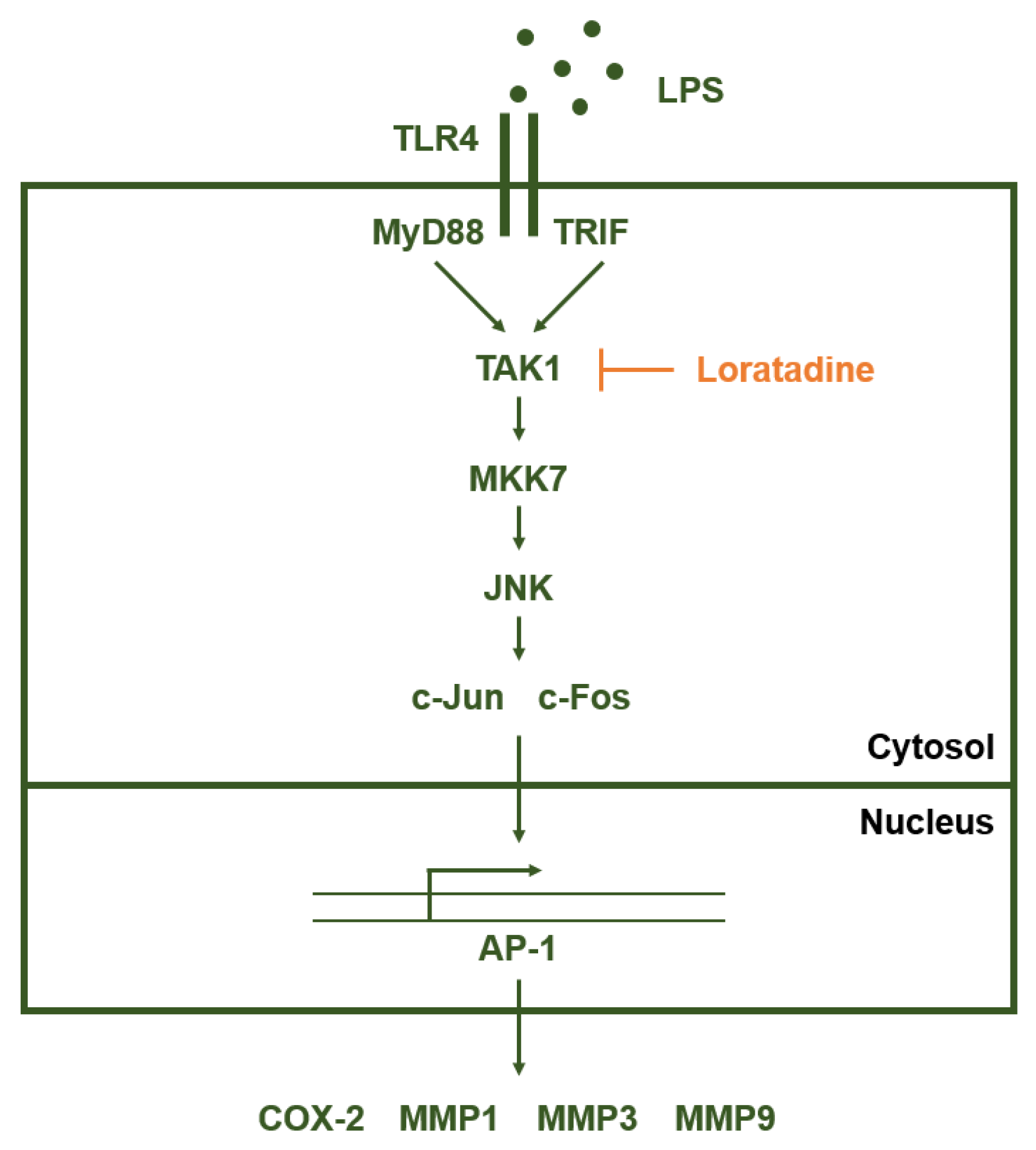 Ijms 23 03986 g004