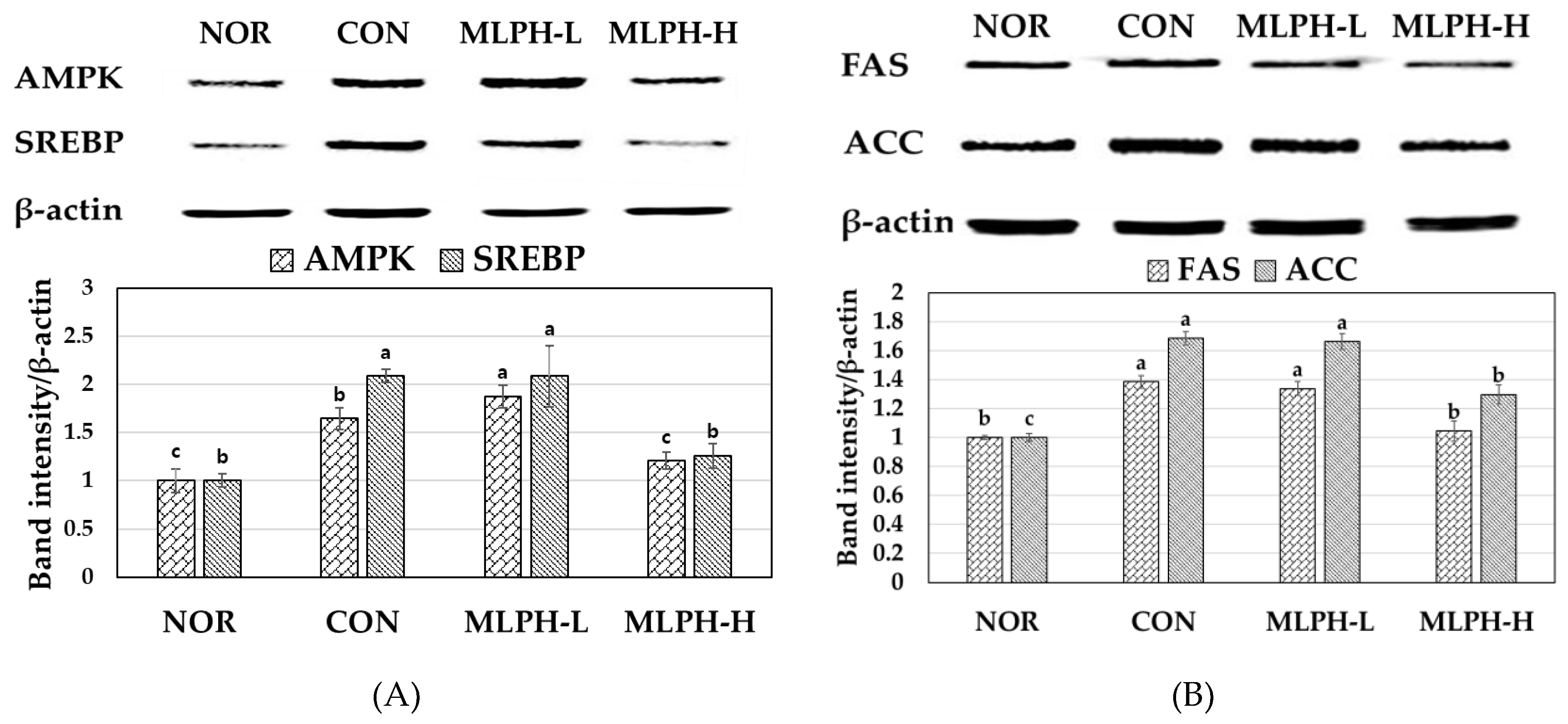 Ijms 23 04015 g006 Ijms 23 04015 g006