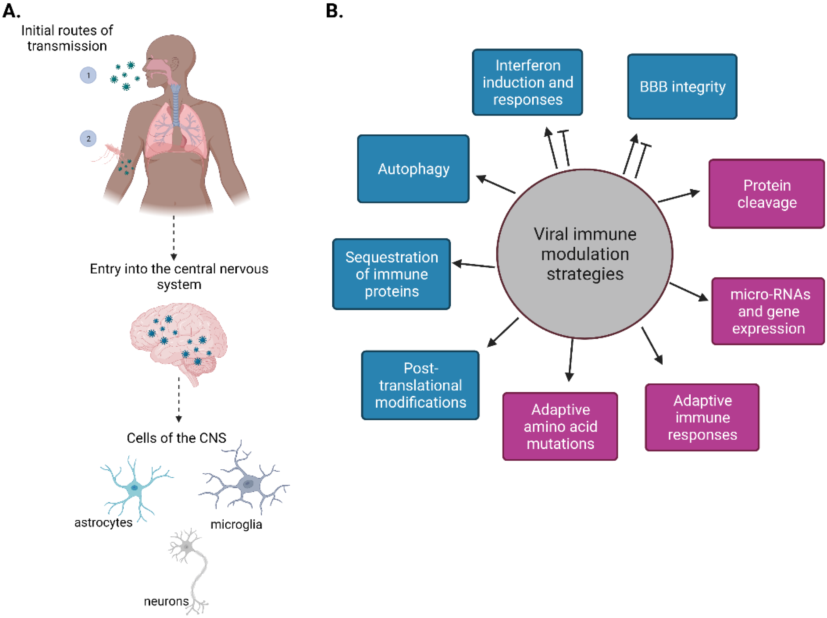 IJMS | Free Full-Text | Neurotropic RNA Virus Modulation of Immune  Responses within the Central Nervous System | HTML