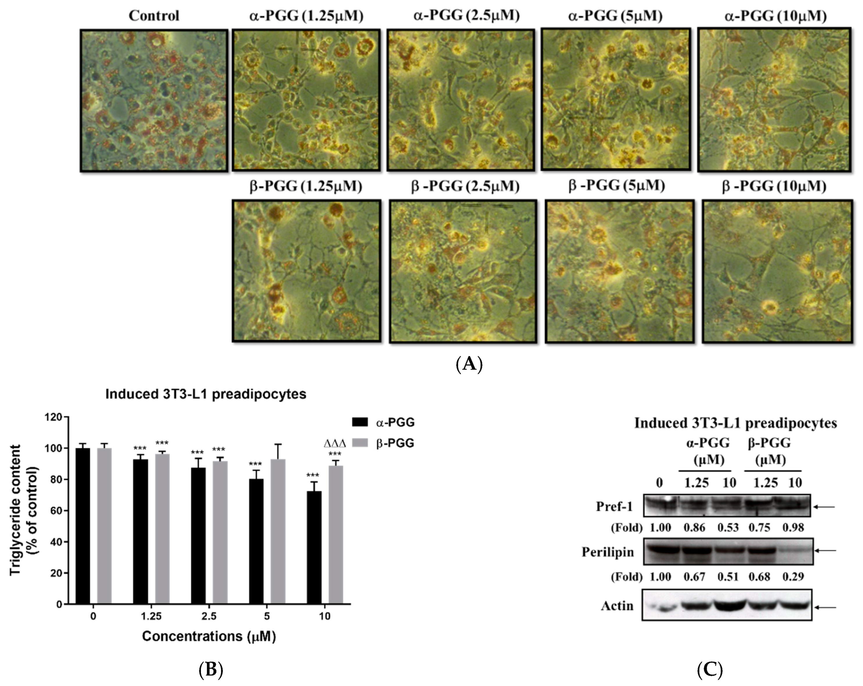 Ijms 23 04052 g003a Ijms 23 04052 g003a