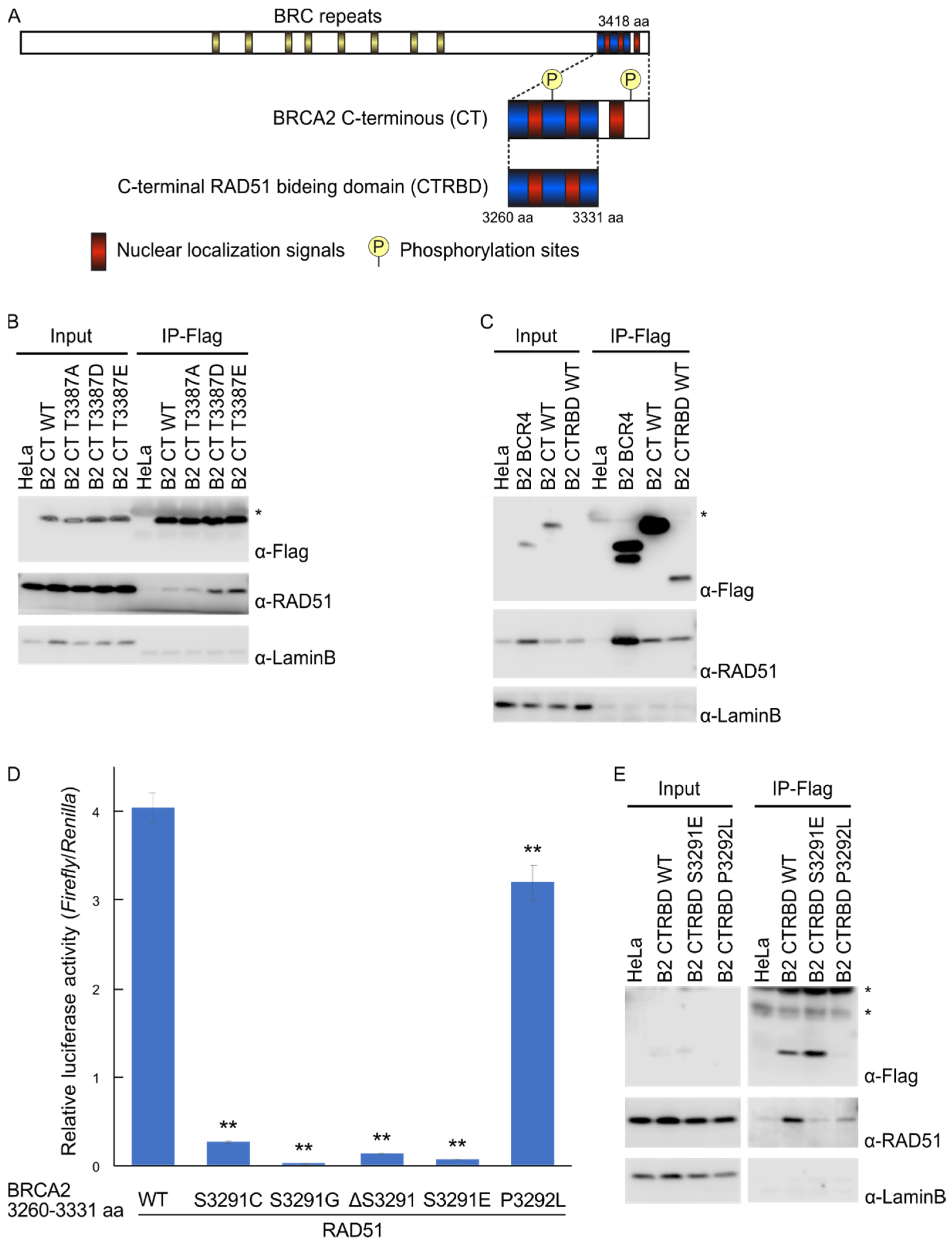 IJMS Free Full Text BRCA2 C Terminal RAD51 Binding Domain