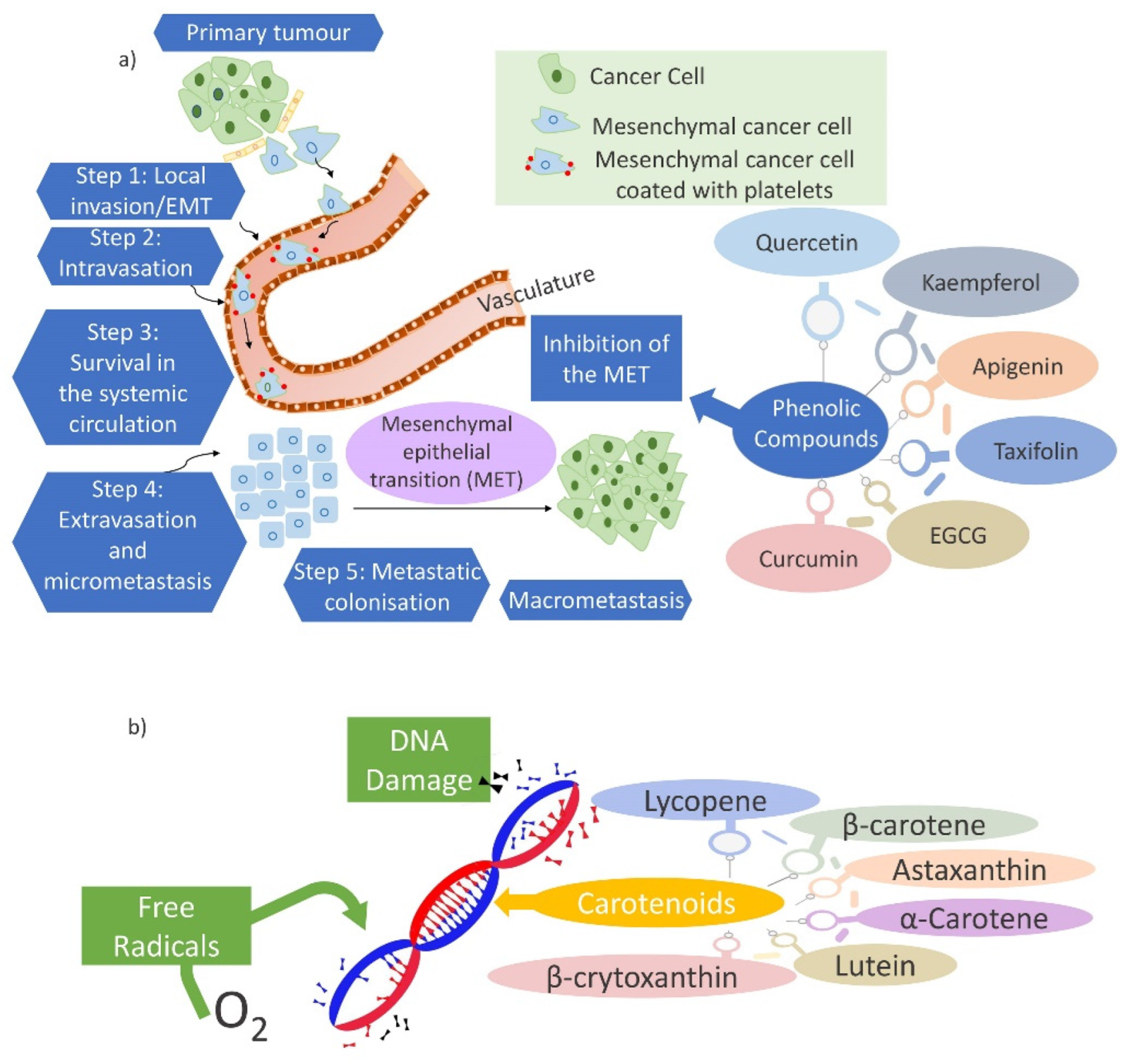 Ijms 23 04102 g007 Ijms 23 04102 g007