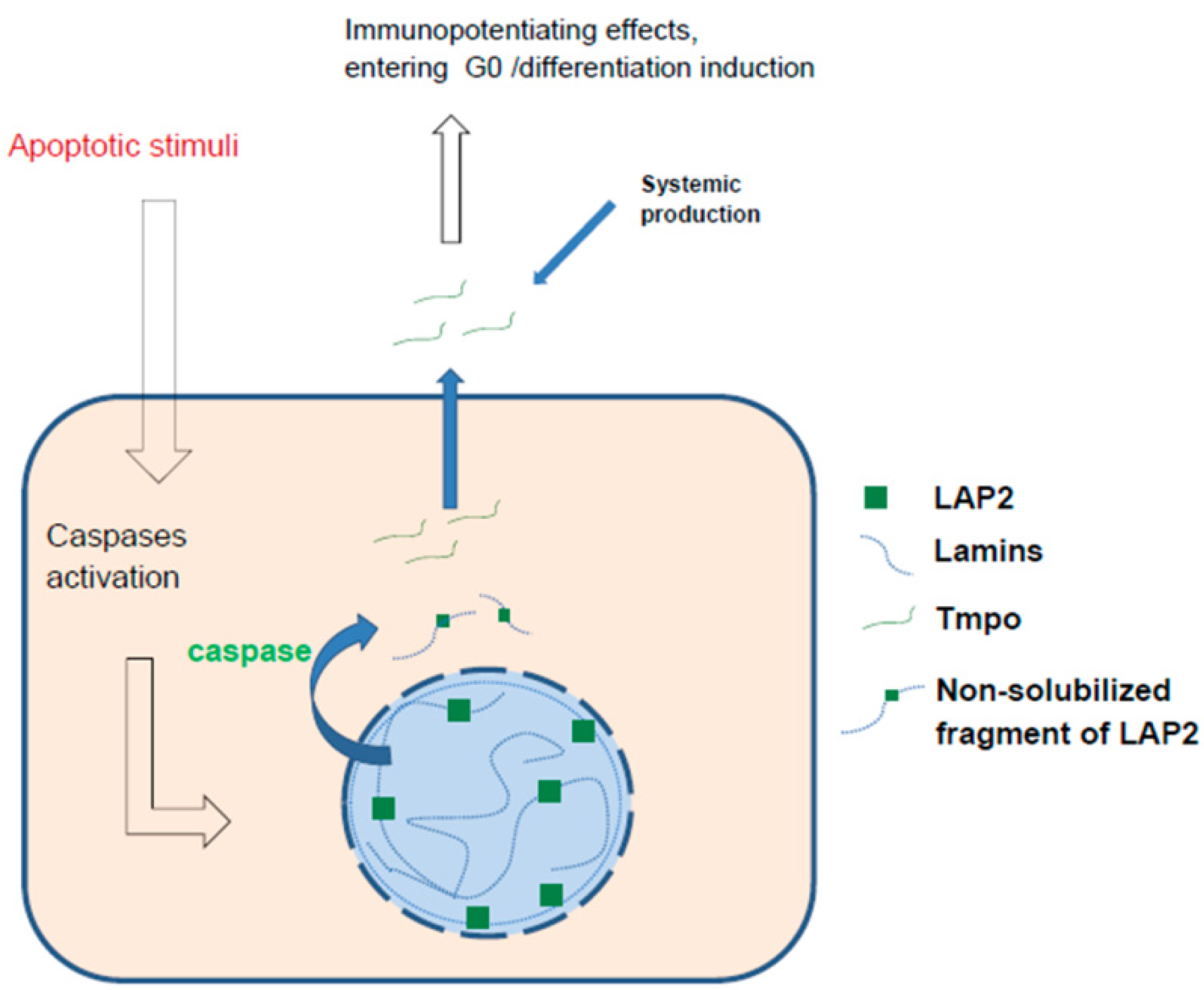 Ijms 23 04109 g006 Ijms 23 04109 g006