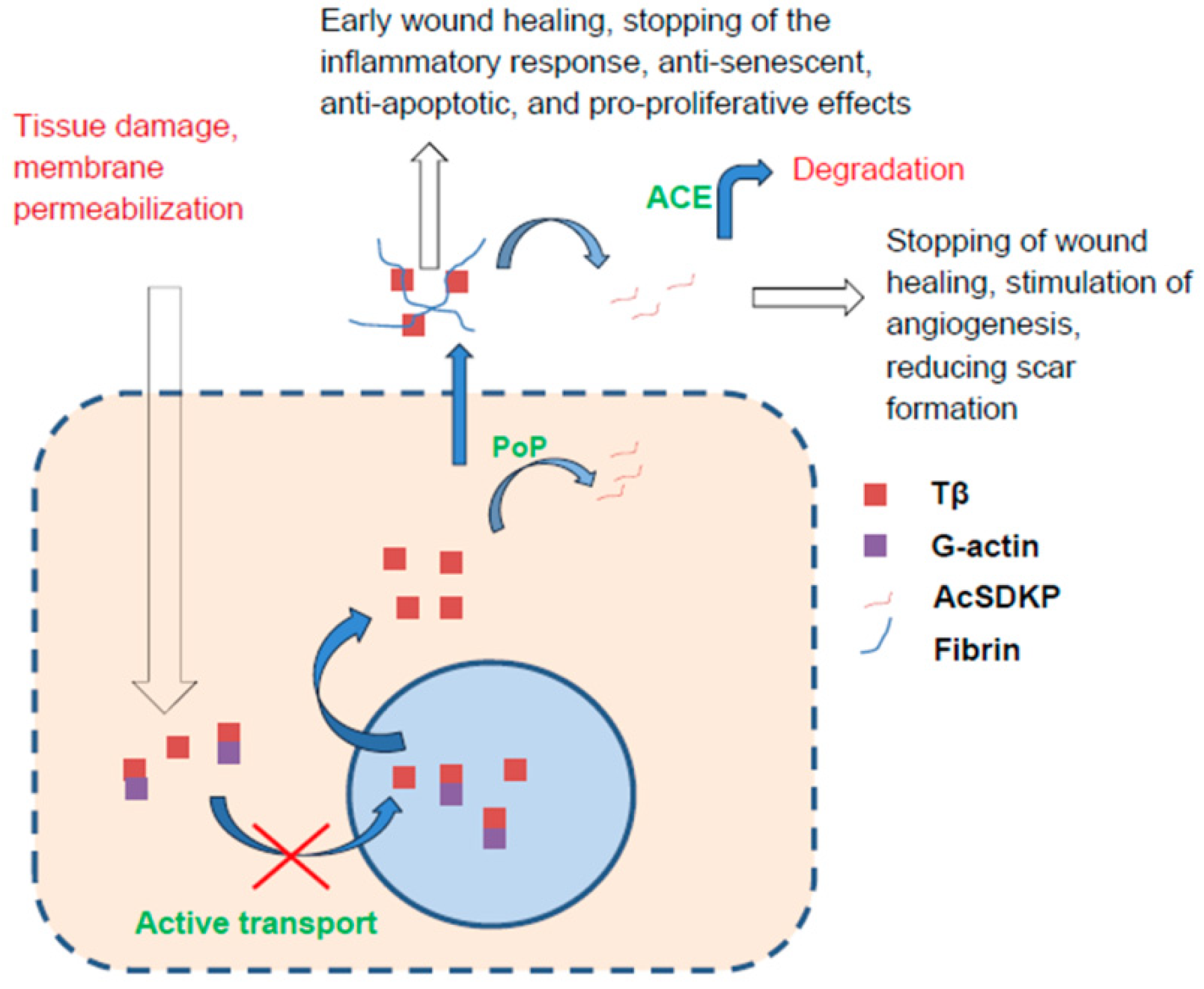 Ijms 23 04109 g007 Ijms 23 04109 g007