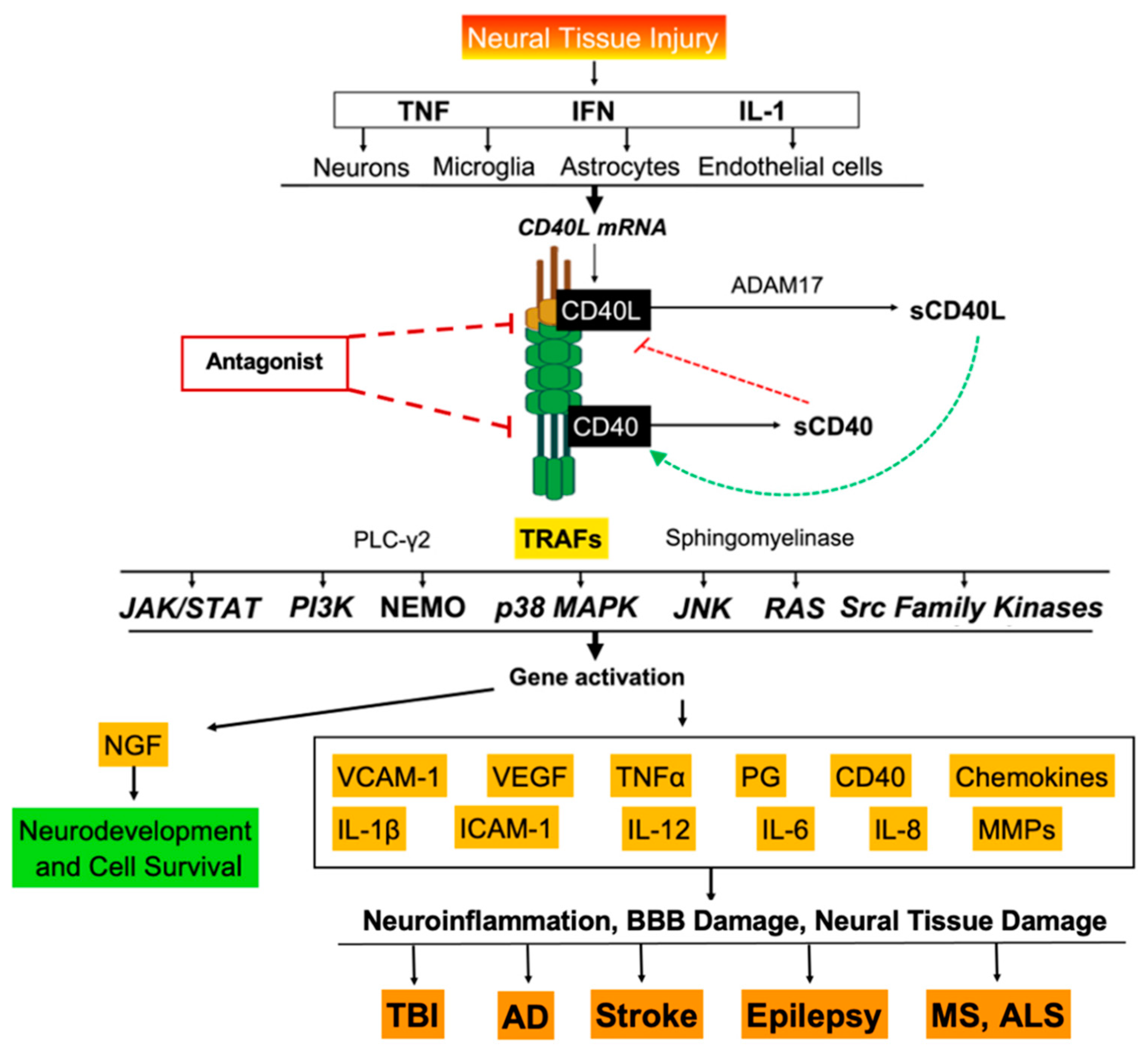 Ijms 23 04115 g001 Ijms 23 04115 g001