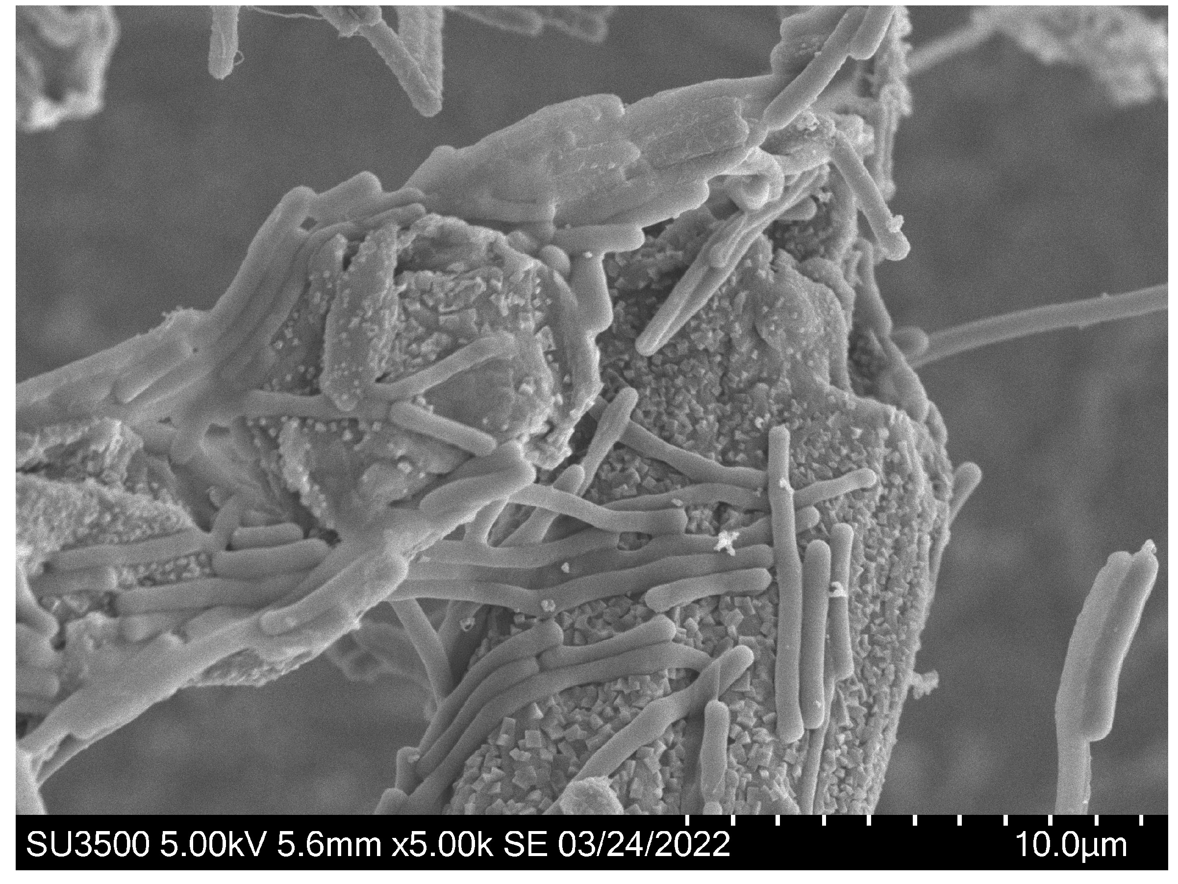 Ijms 23 04136 g002 Ijms 23 04136 g002