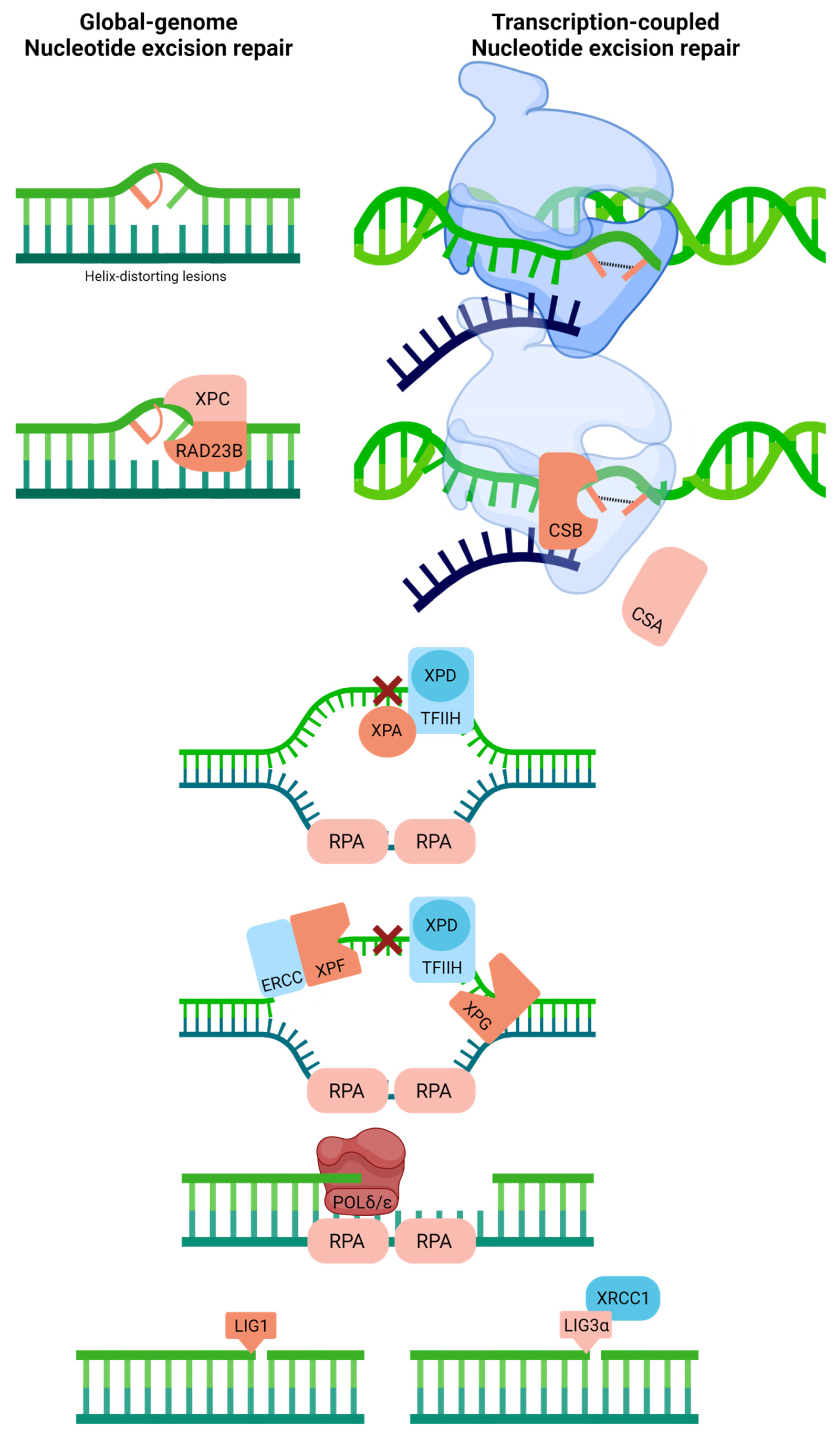 Ijms 23 04142 g005 Ijms 23 04142 g005