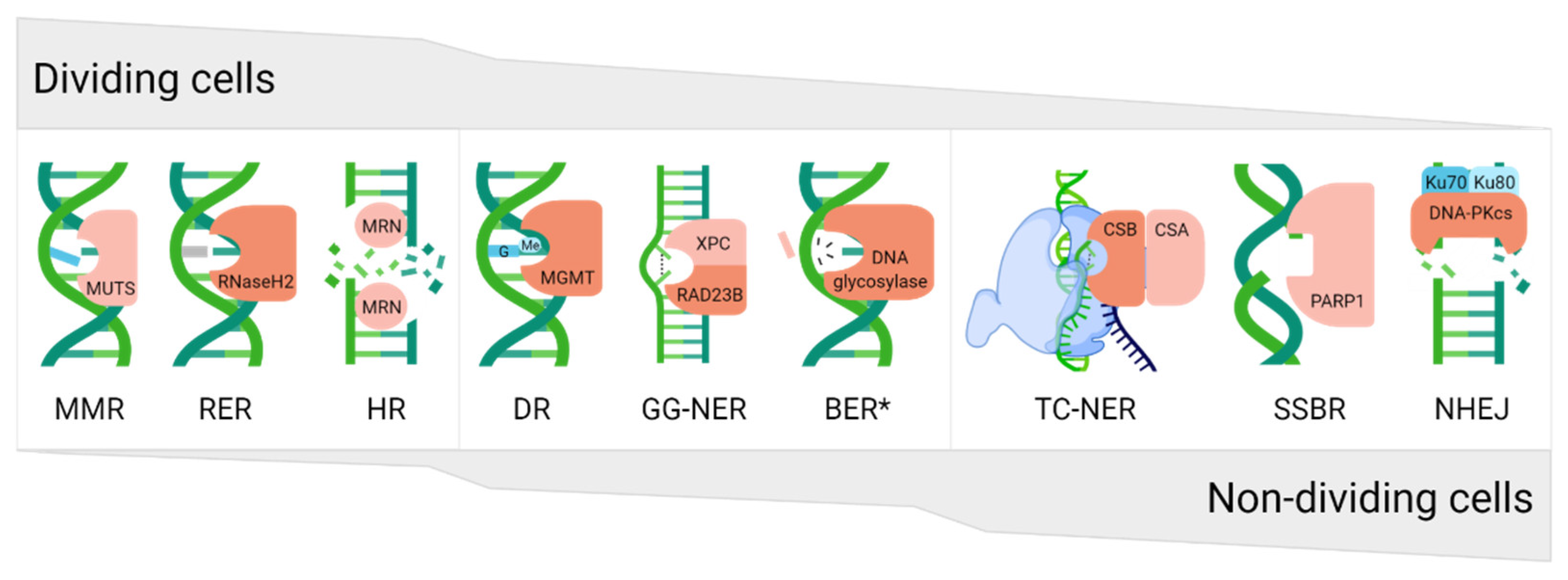 Ijms 23 04142 g007 Ijms 23 04142 g007