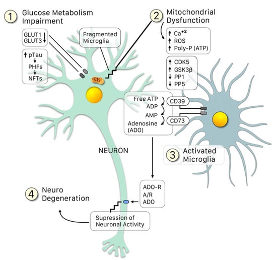 Missing Link Between Alzheimer's and Vascular Disease Found?