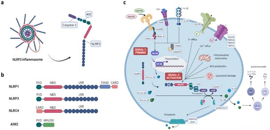 Therapeutic modulation of inflammasome pathways - Chauhan - 2020