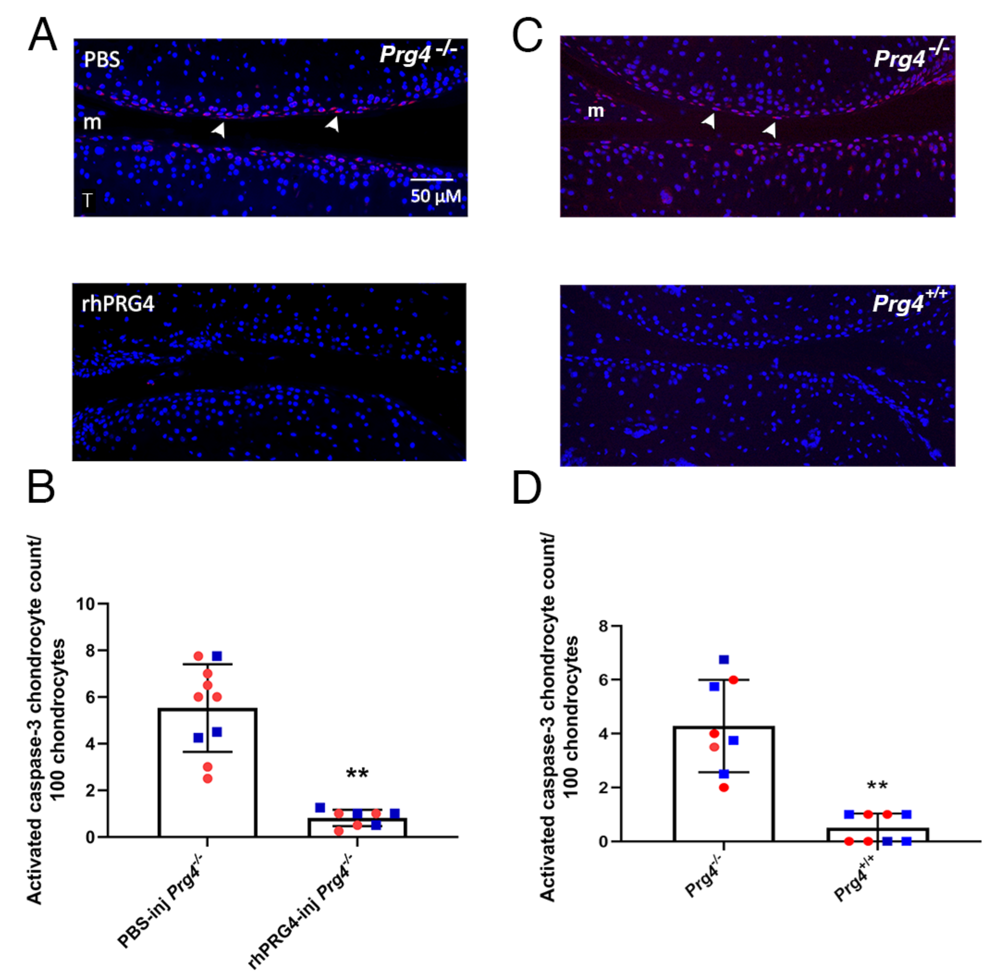 Ijms 23 04245 g001 Ijms 23 04245 g001
