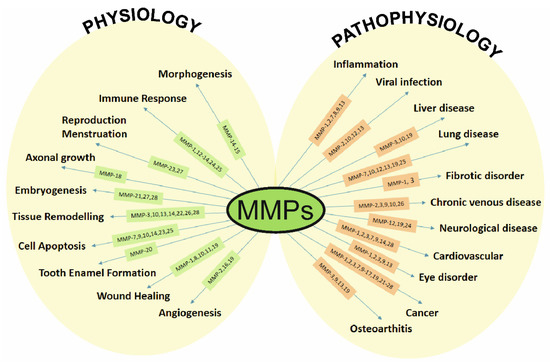 IJMS | Free Full-Text | The Role of Metalloproteinases and Their