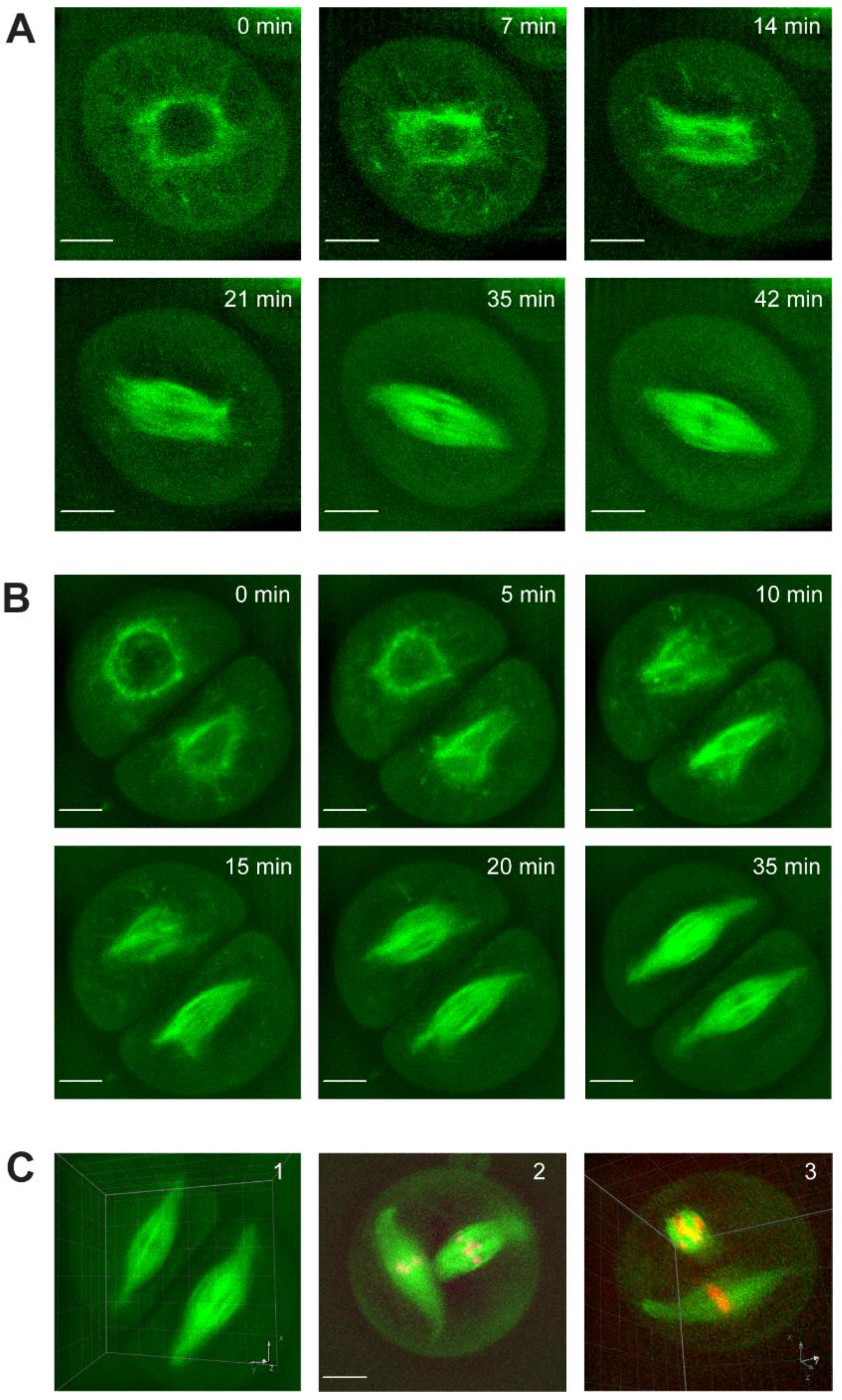 IJMS | Free Full-Text | Frequent Spindle Assembly Errors Require Structural  Rearrangement to Complete Meiosis in Zea mays | HTML
