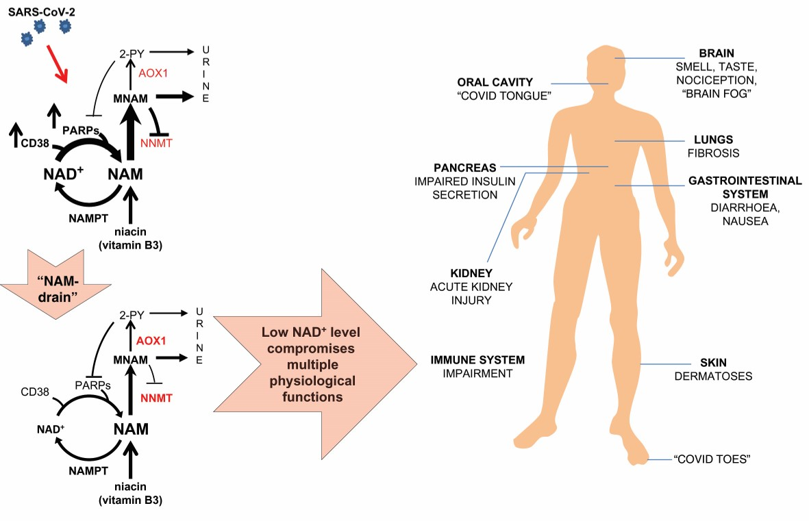 what medicines are needed to treat gastrointestinal signs kuchi