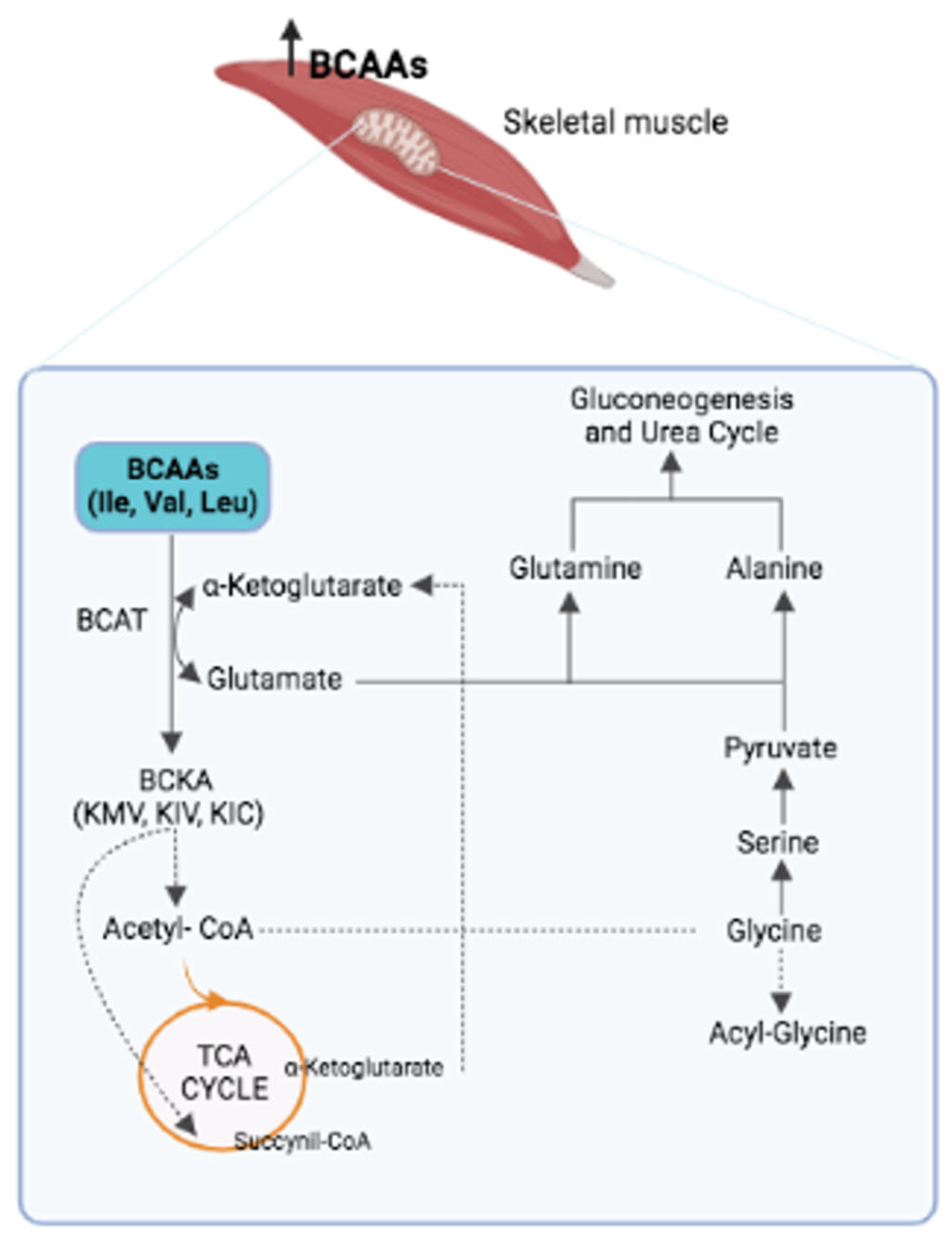 BCAA and muscle inflammation