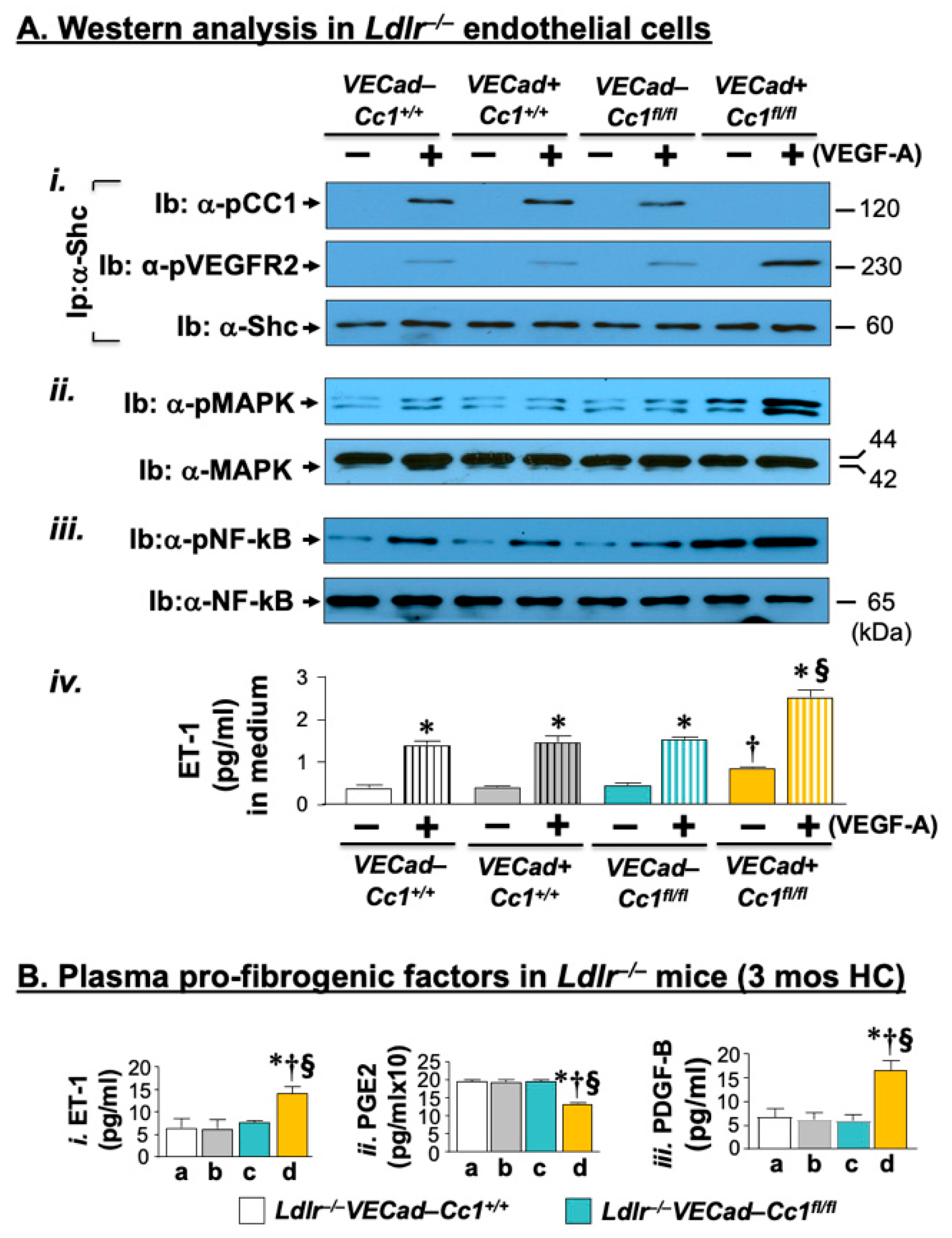 Ijms 23 04335 g003 Ijms 23 04335 g003